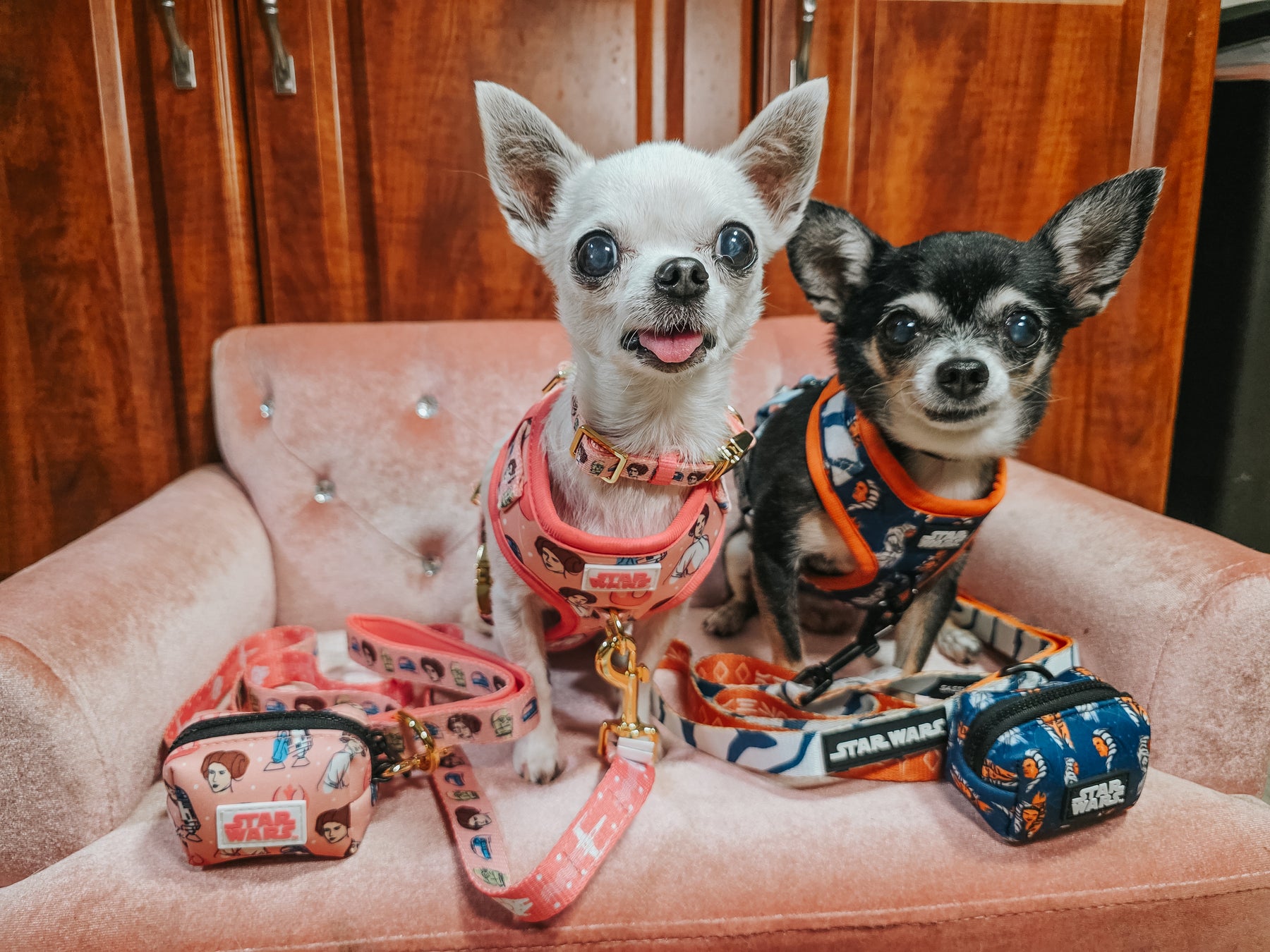 INFLUENCER_CONTENT | @ALOHACHIHUAHUAS | SIZE XXS
