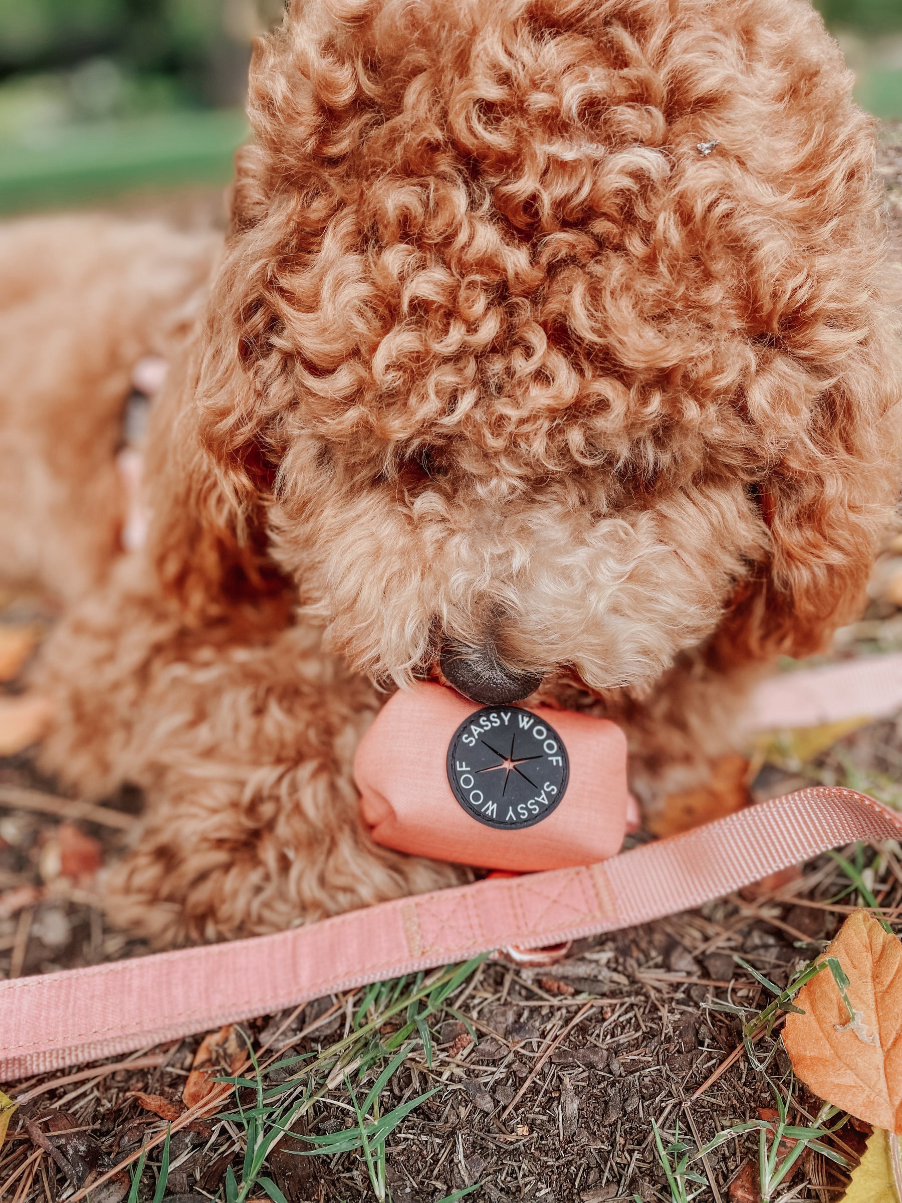 Collar Three Piece Bundle - Apple Cider