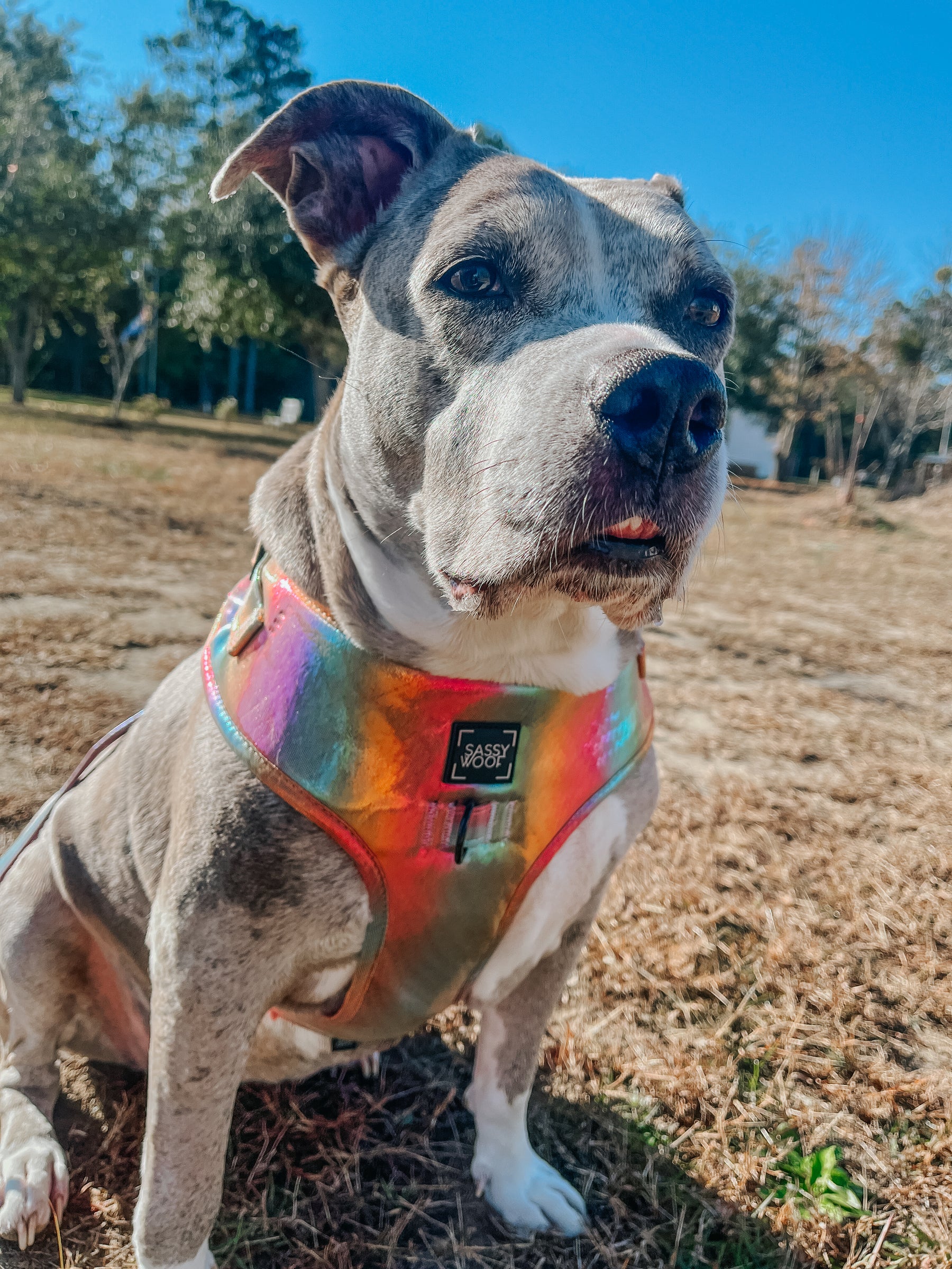 INFLUENCER_CONTENT | @CAMITHEPITTIEEE | SIZE XXL