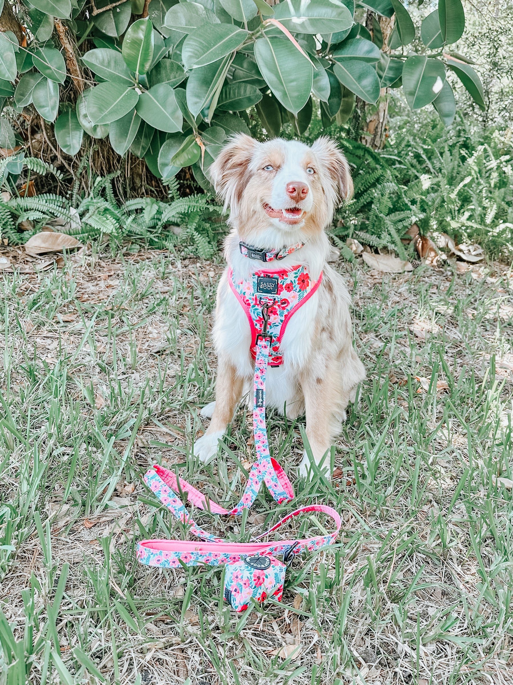 Dog Collar - Floral Frenzy