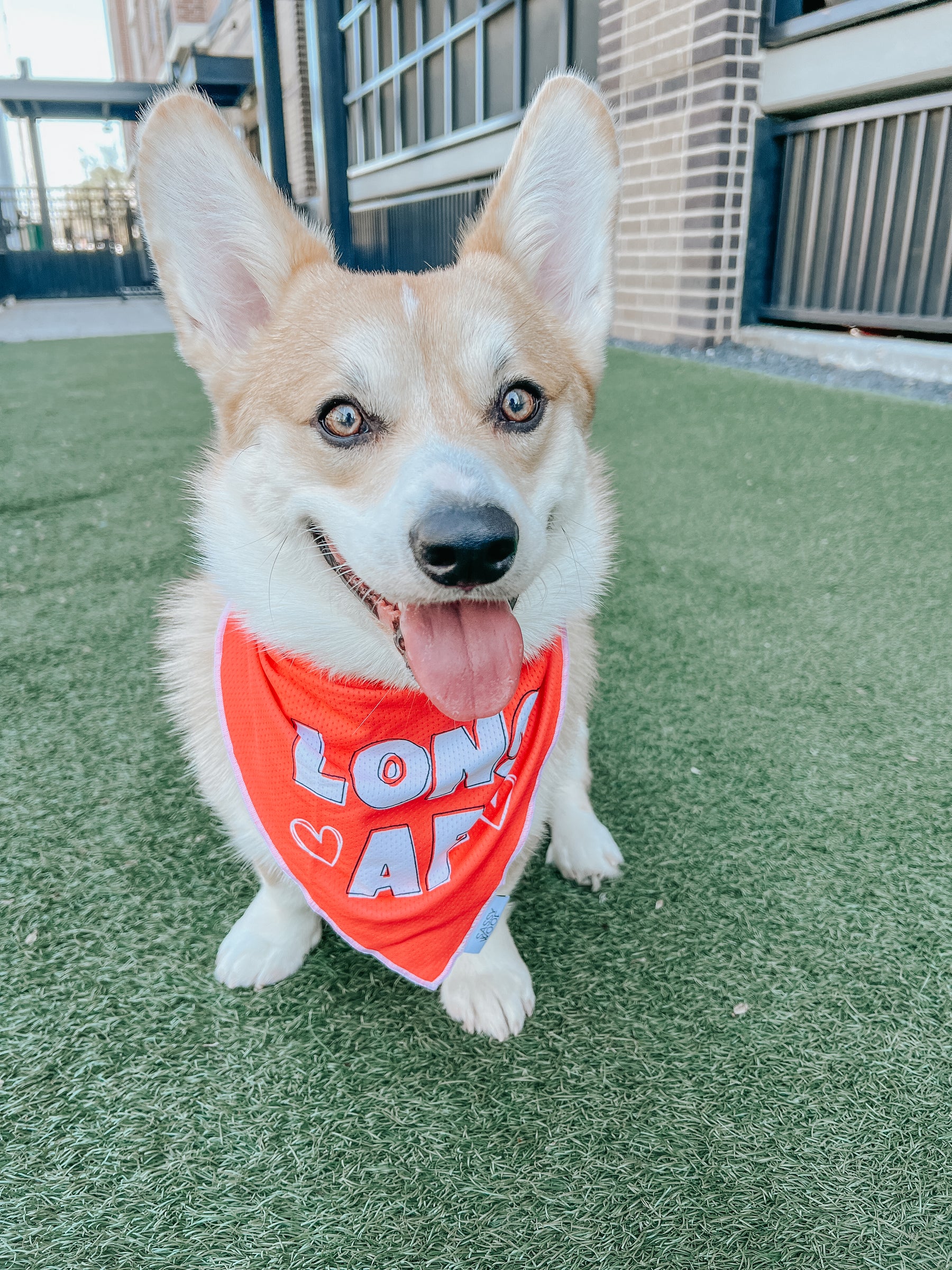 INFLUENCER_CONTENT | @CEEDEETHECORGI