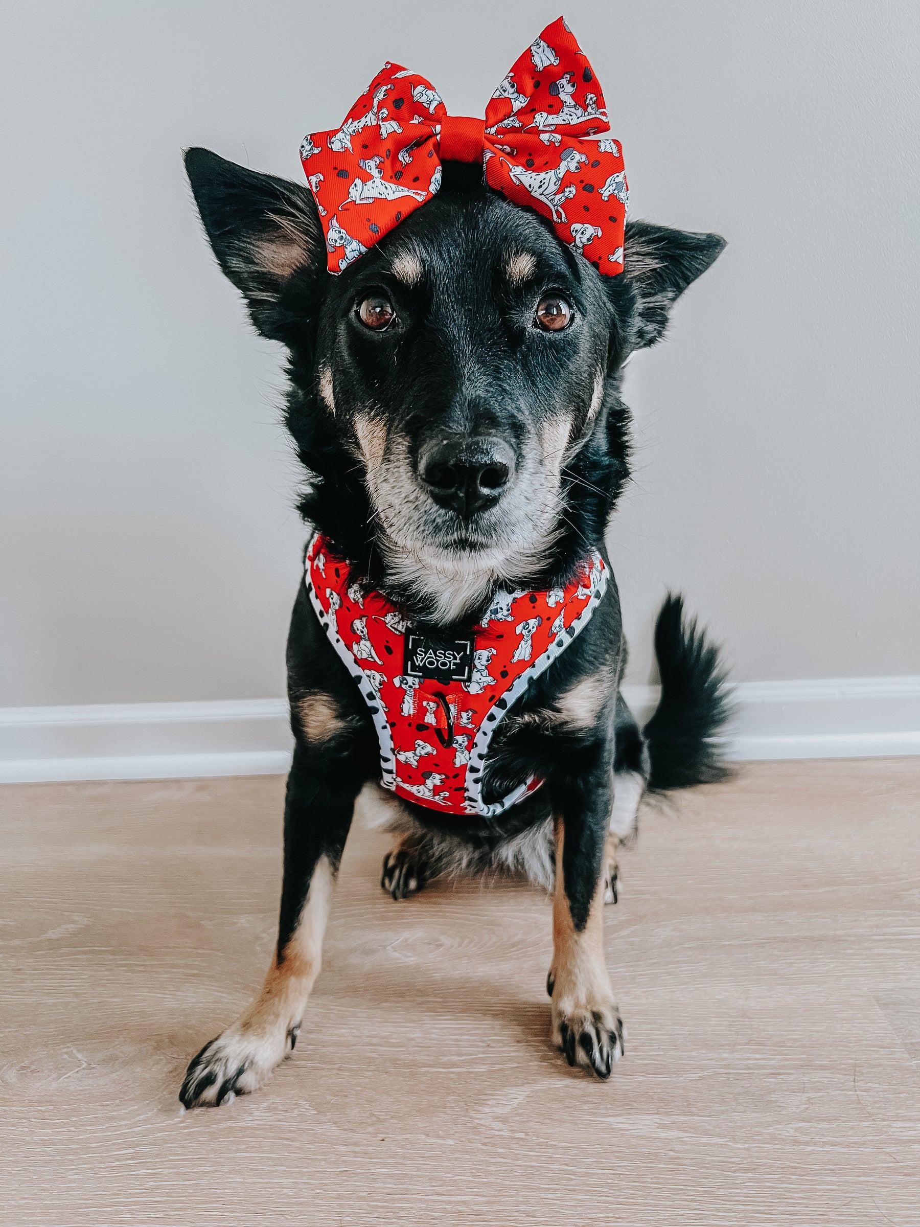 INFLUENCER_CONTENT | @CHAITOTHERESCUE | SIZE M