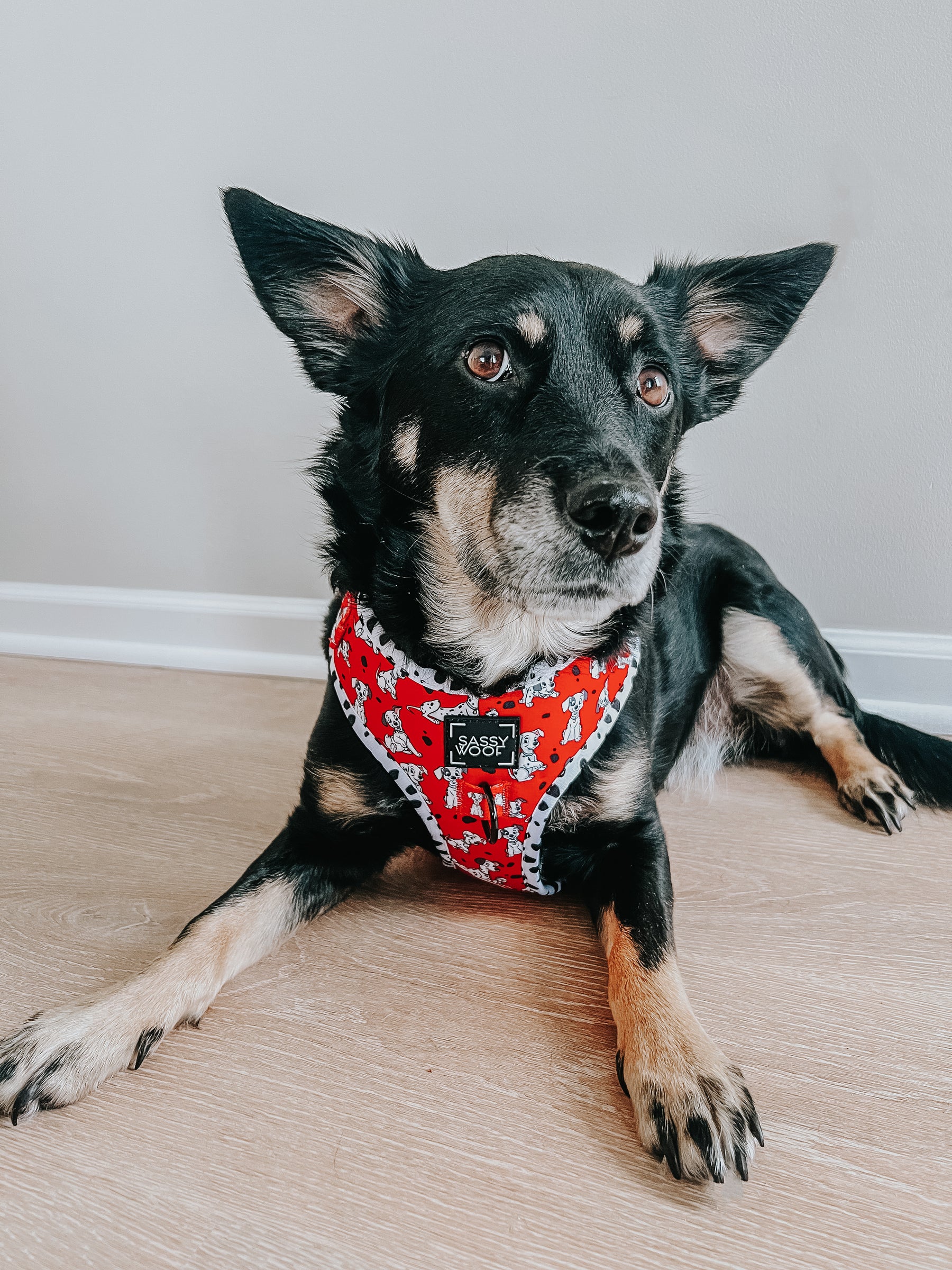 INFLUENCER_CONTENT | @CHAITOTHERESCUE | SIZE M