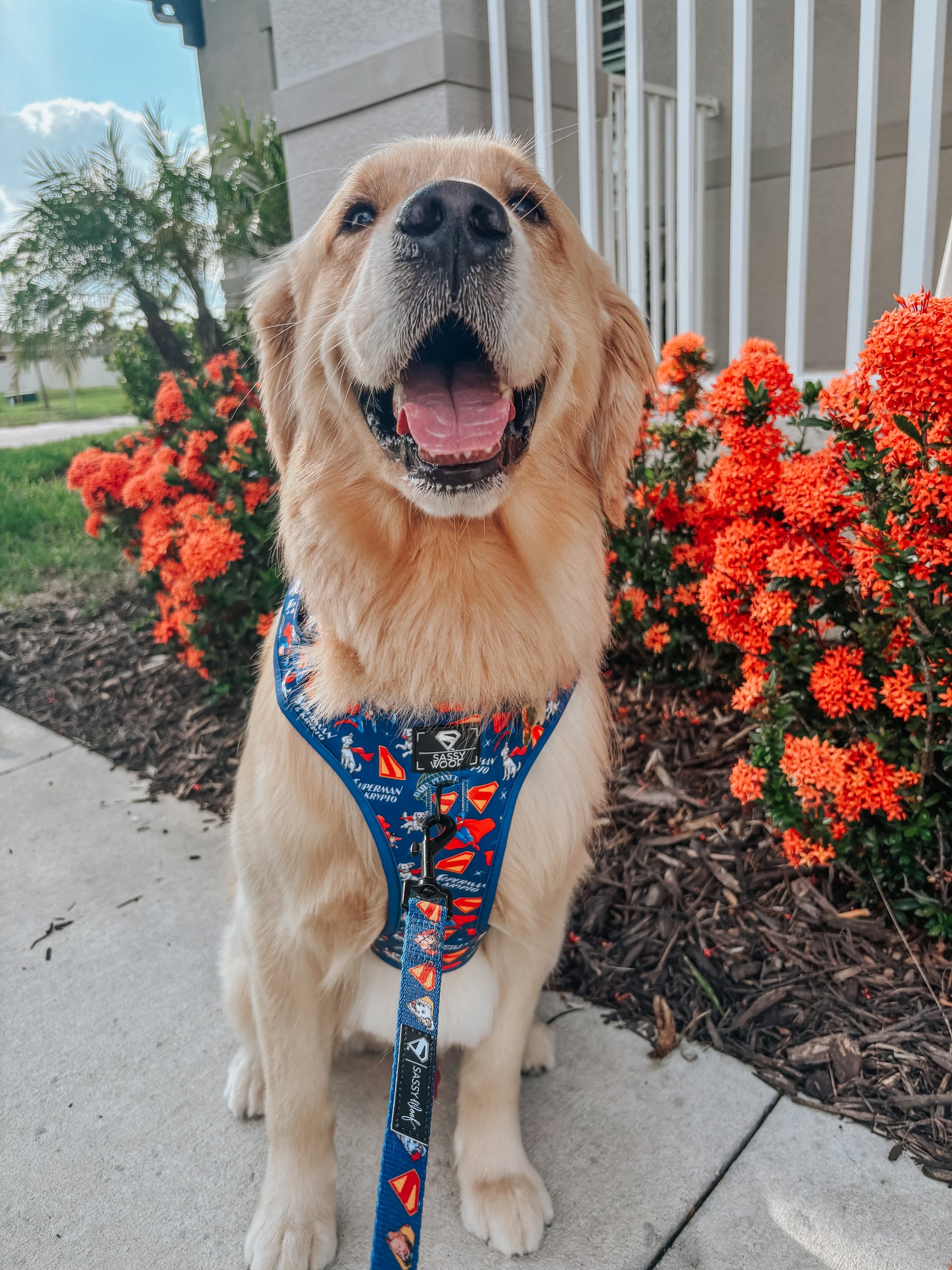 INFLUENCER_CONTENT | @CREW_THE_GOLDEN_PUP | SIZE XL