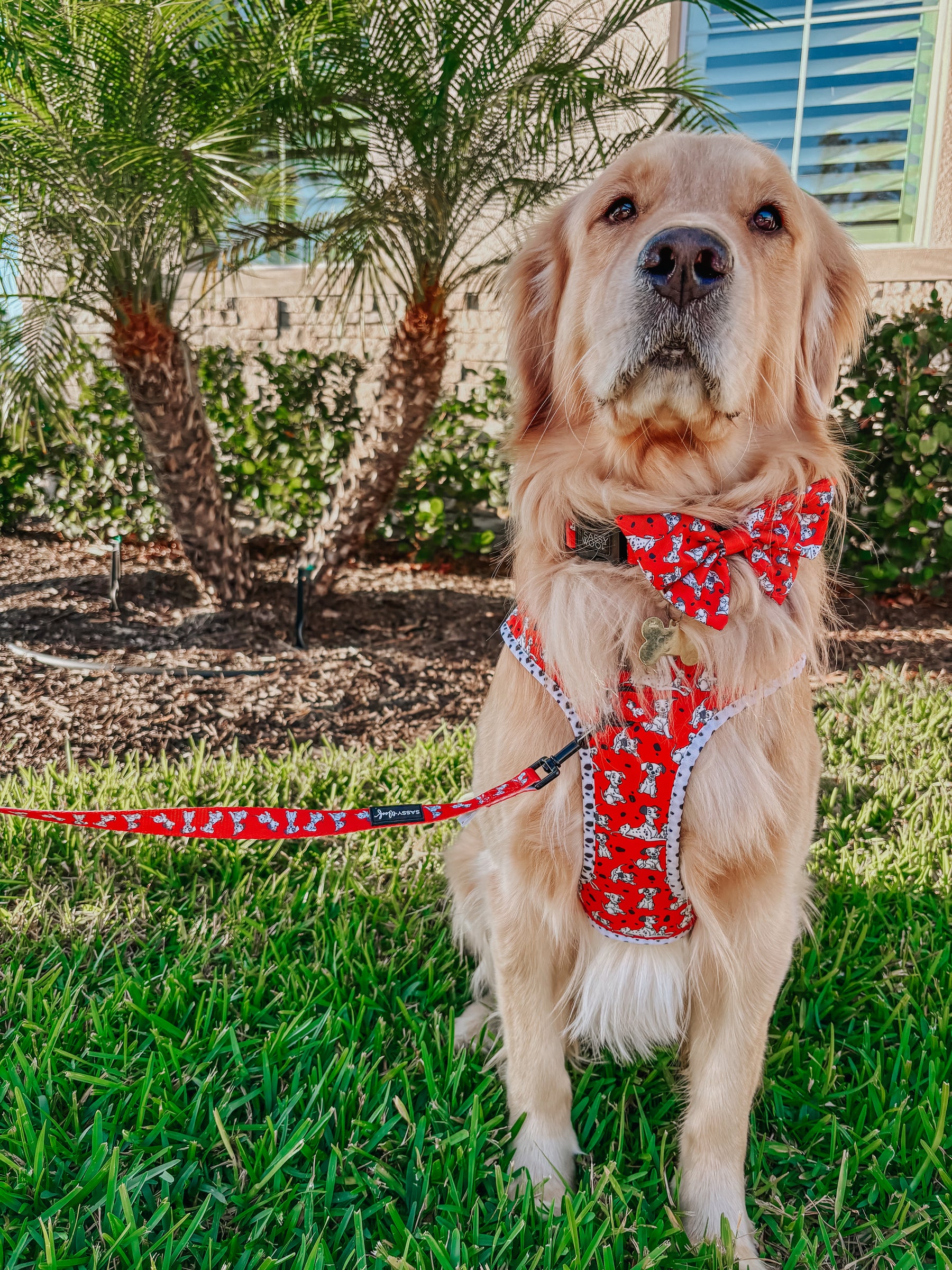 INFLUENCER_CONTENT | @CREW.THE.GOLDEN.PUP