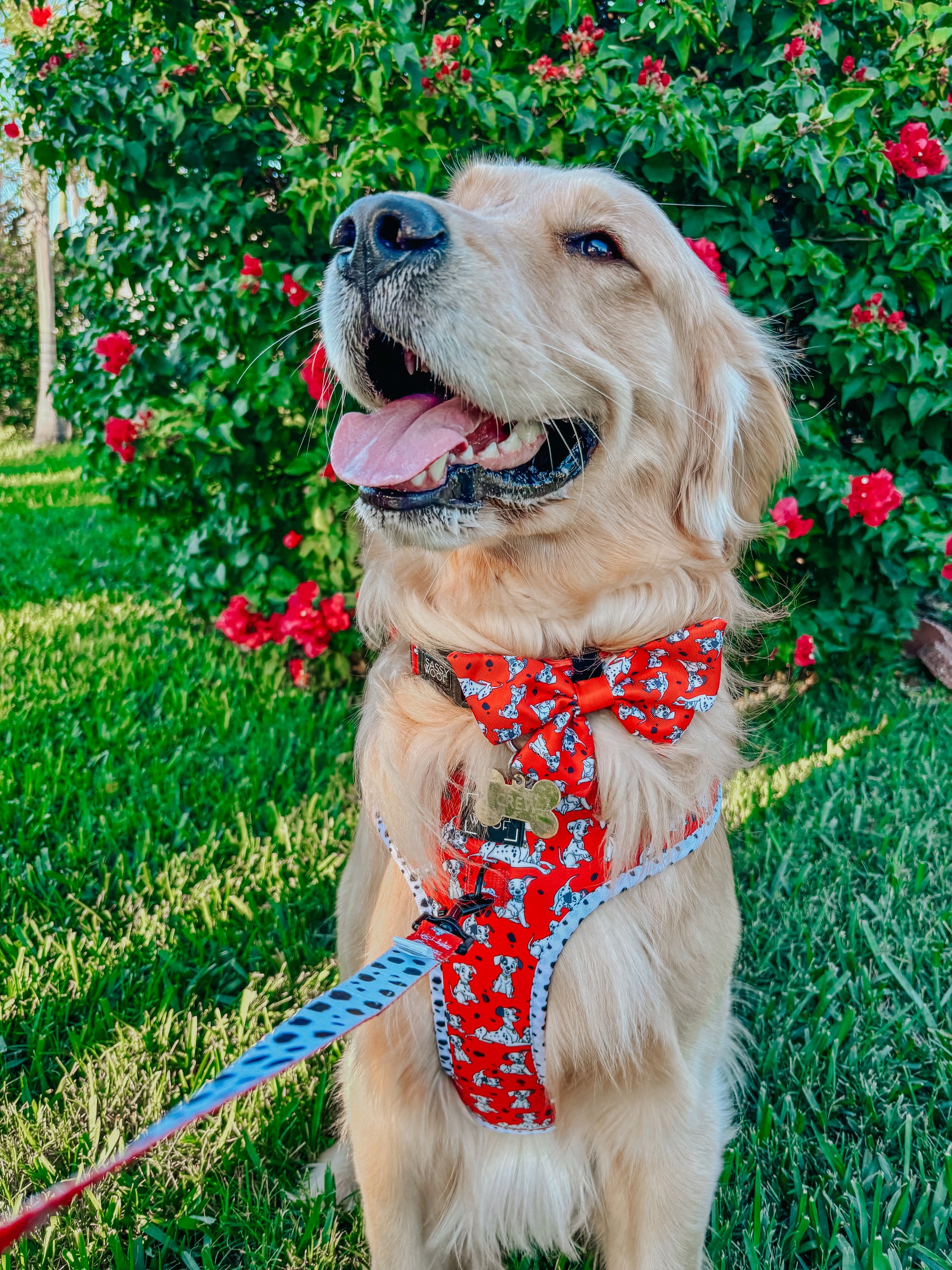 INFLUENCER_CONTENT | @CREW.THE.GOLDEN.PUP | SIZE XL
