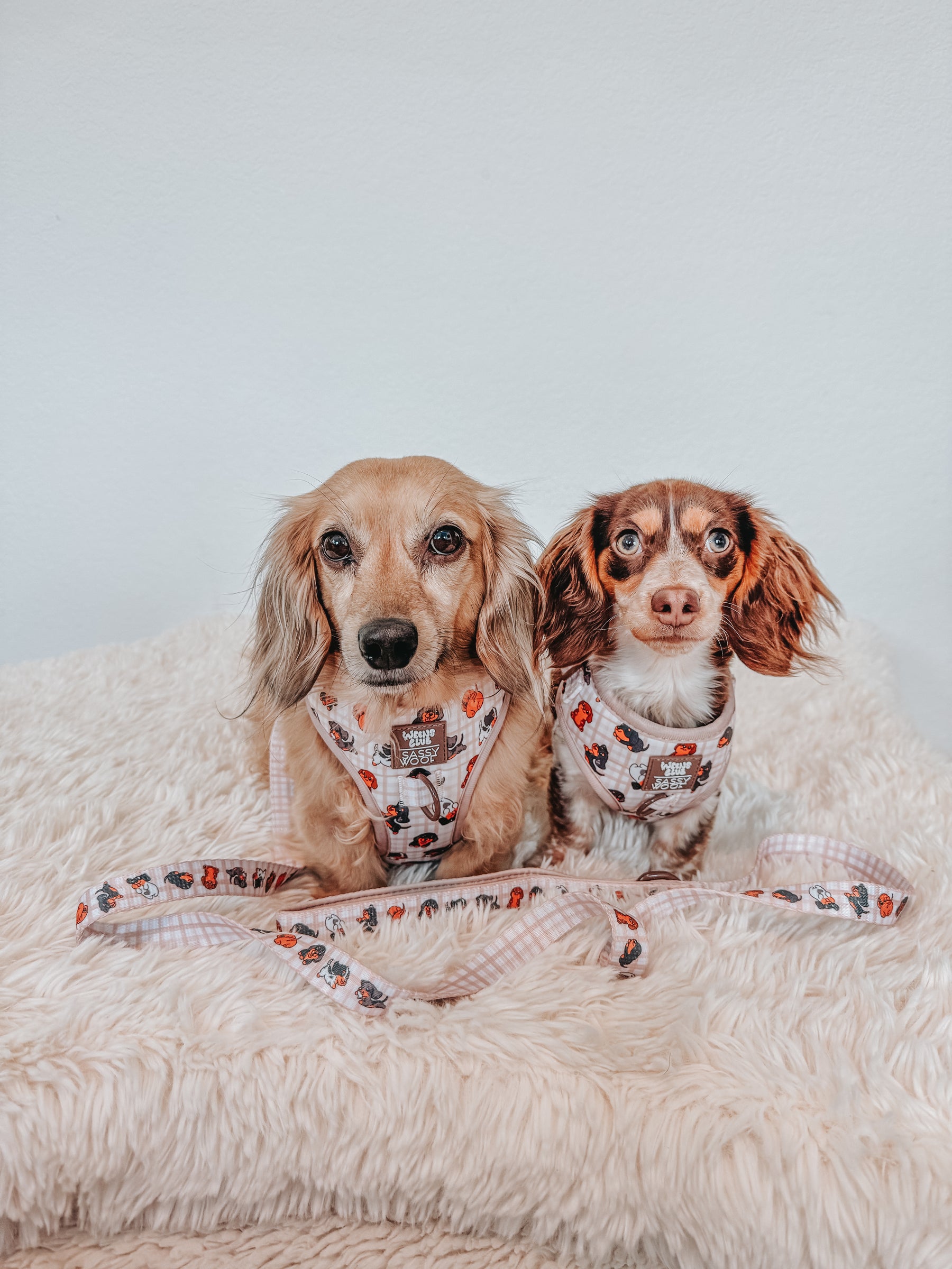 INFLUENCER_CONTENT | @DASH_THEDOXIE | SIZE XS,S & XS,S