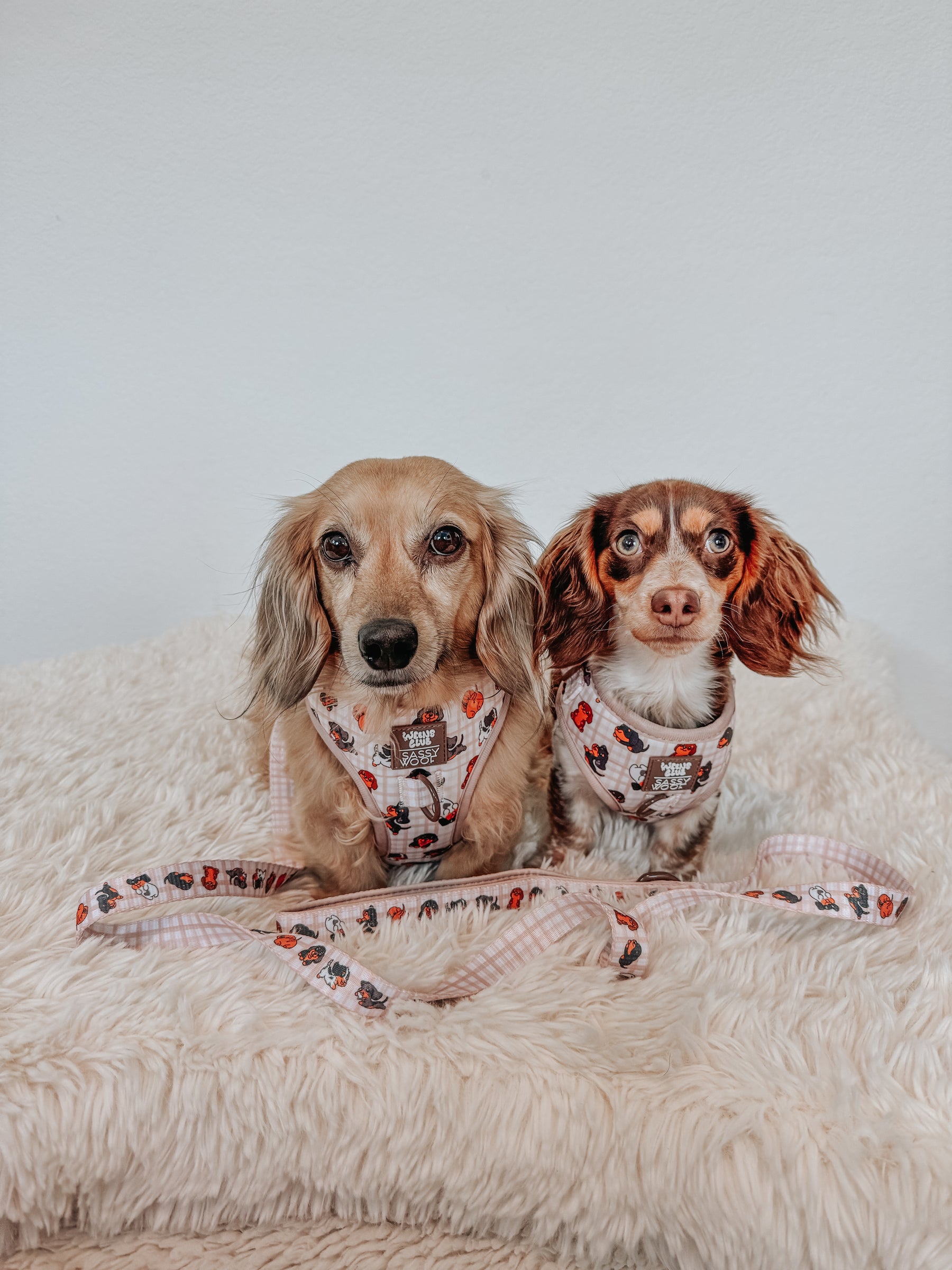 INFLUENCER_CONTENT | @DASH_THEDOXIE