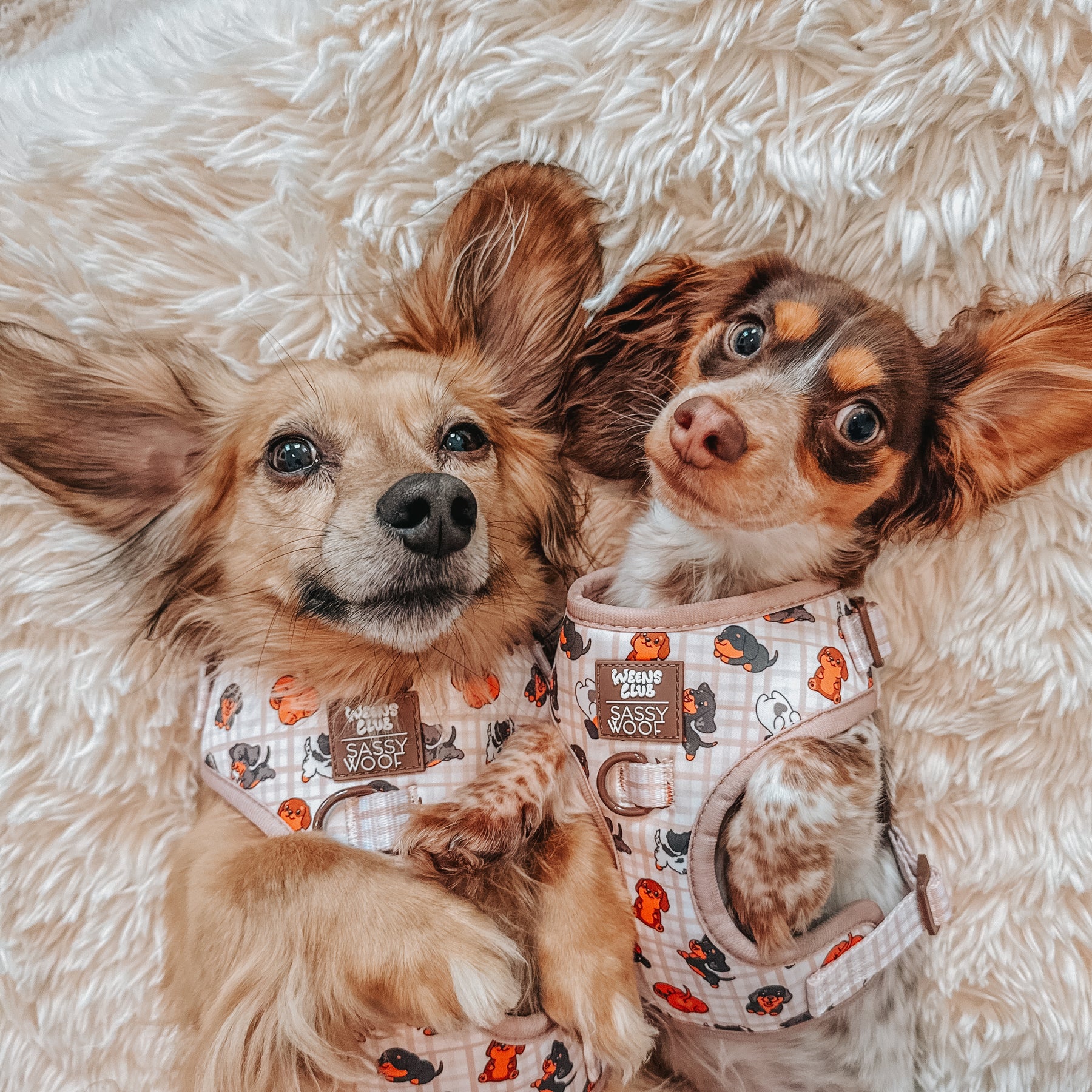 INFLUENCER_CONTENT | @DASH_THEDOXIE | SIZE XS,S