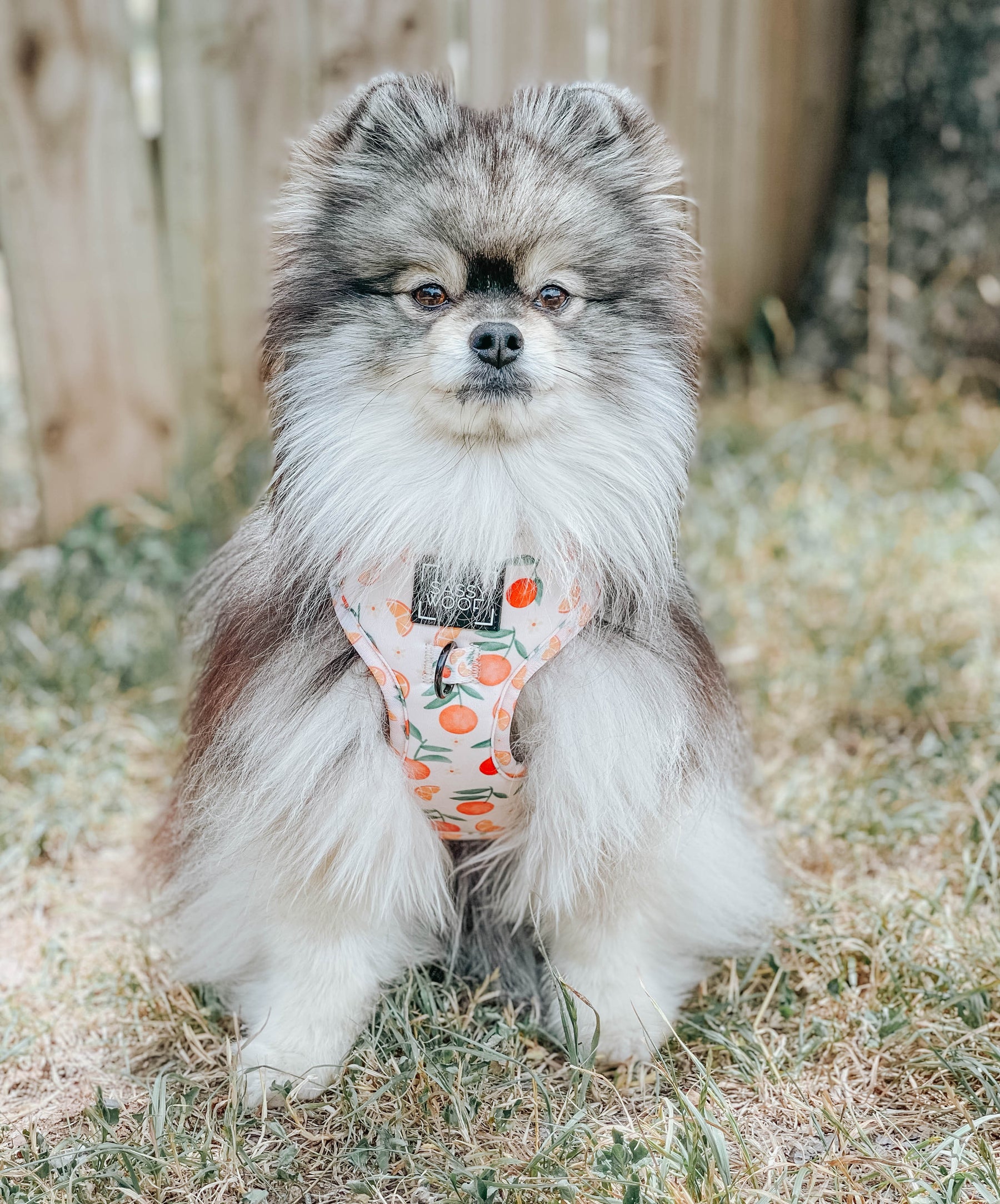 INFLUENCER_CONTENT | @REMUSTHEMINIWOLF | SIZE XS