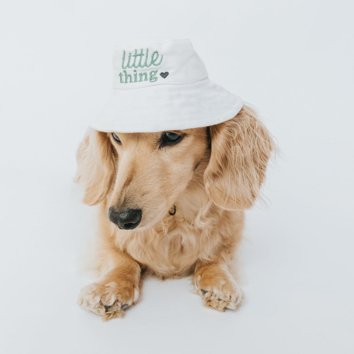 Dog Bucket Hat - Little Thing