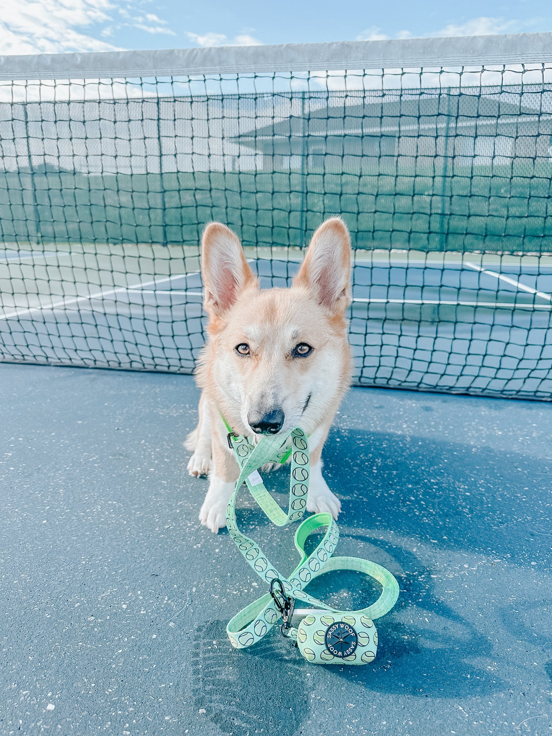 INFLUENCER_CONTENT | @EDDIELEE_CORGI