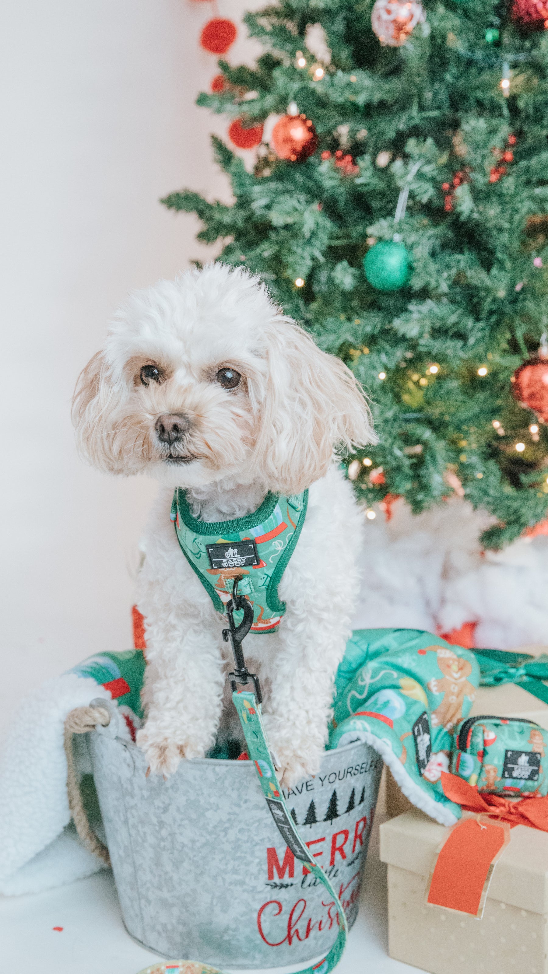 Dog Two Piece Bundle -  Elf™