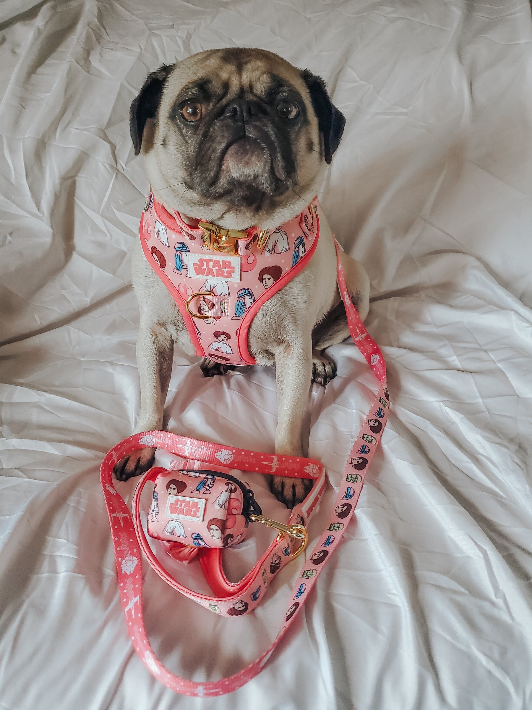 INFLUENCER_CONTENT | @GEMINIPUG