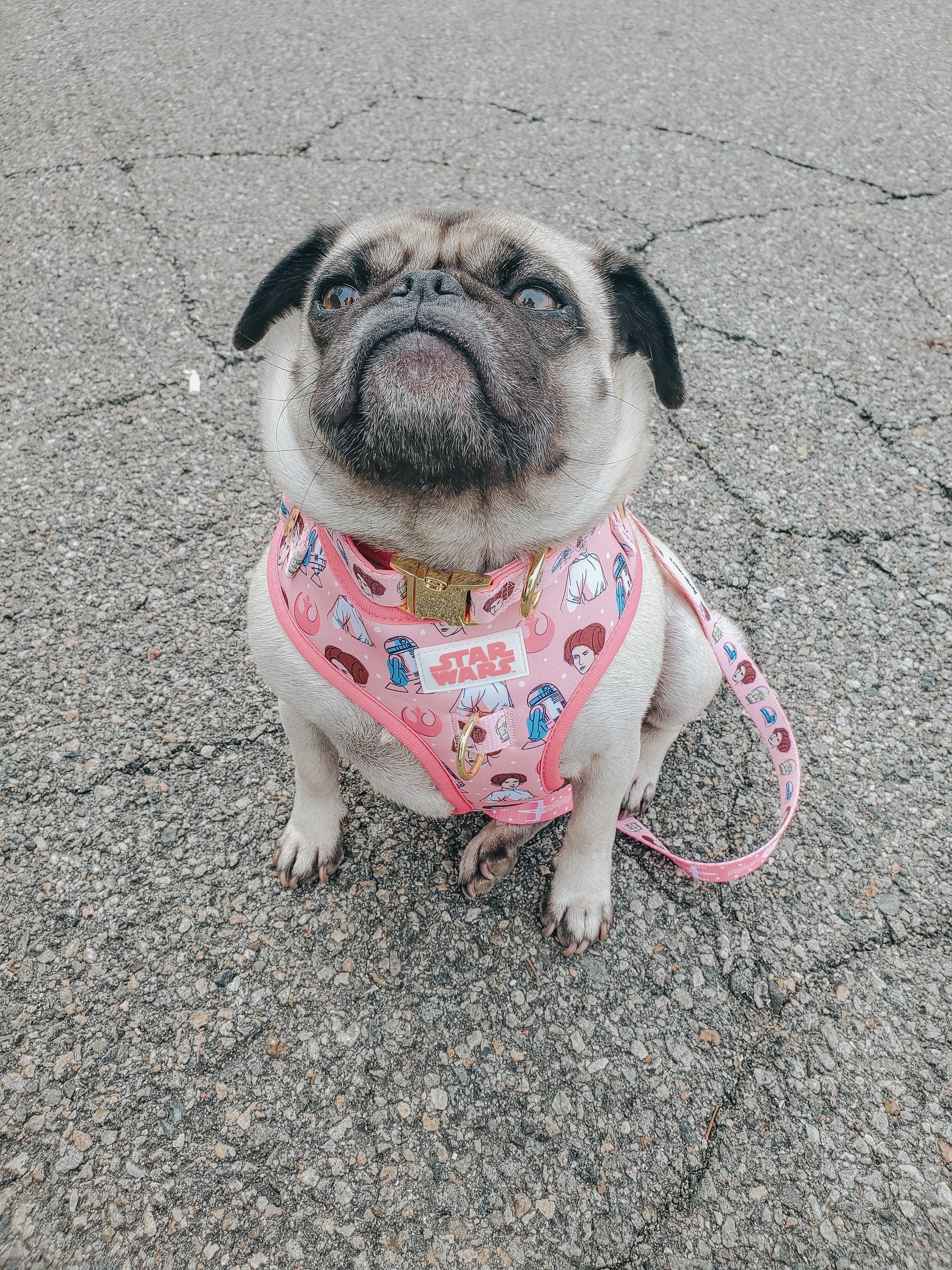 INFLUENCER_CONTENT | @GEMINIPUG | SIZE M