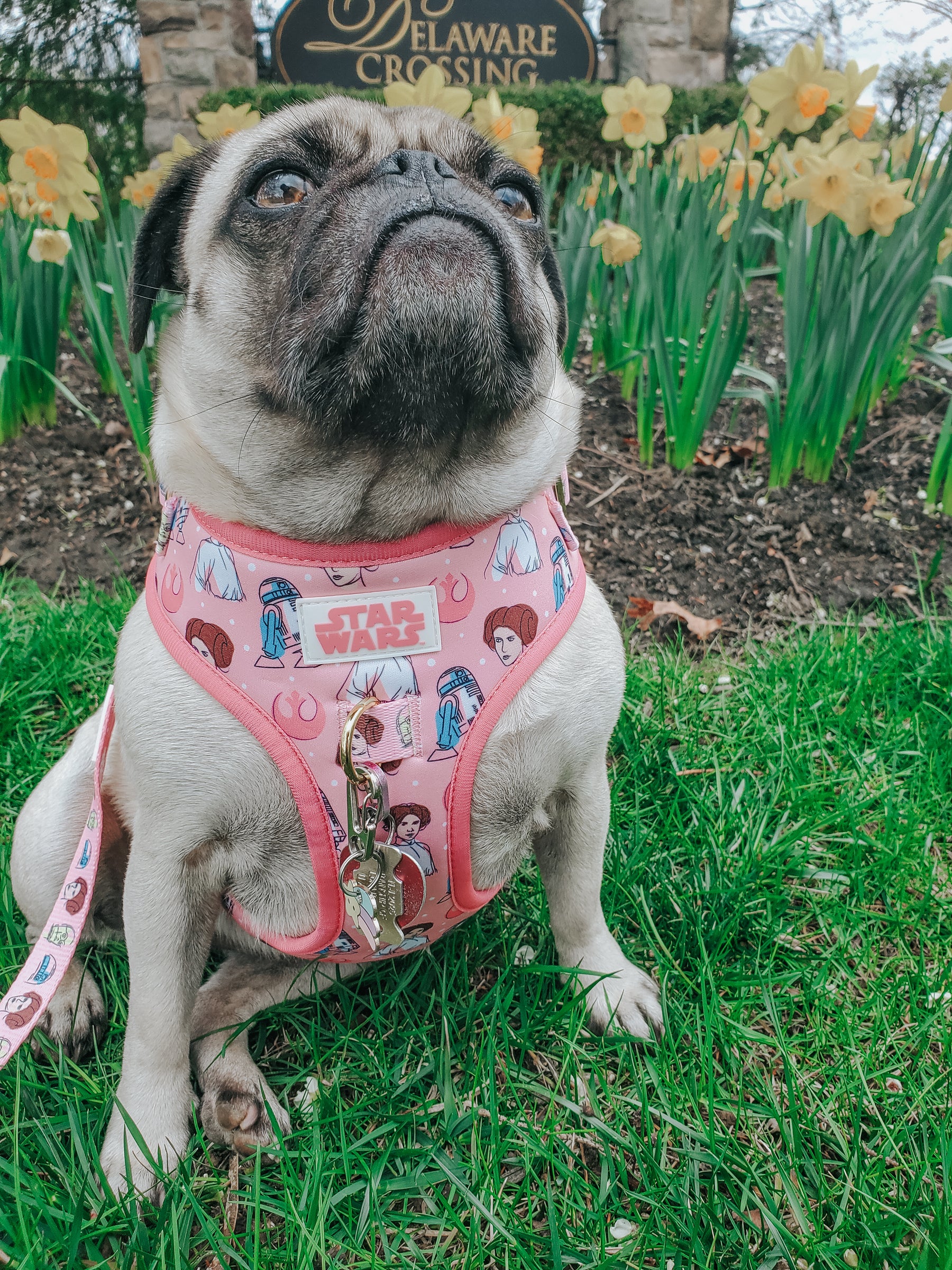 INFLUENCER_CONTENT | @GEMINIPUG | SIZE M