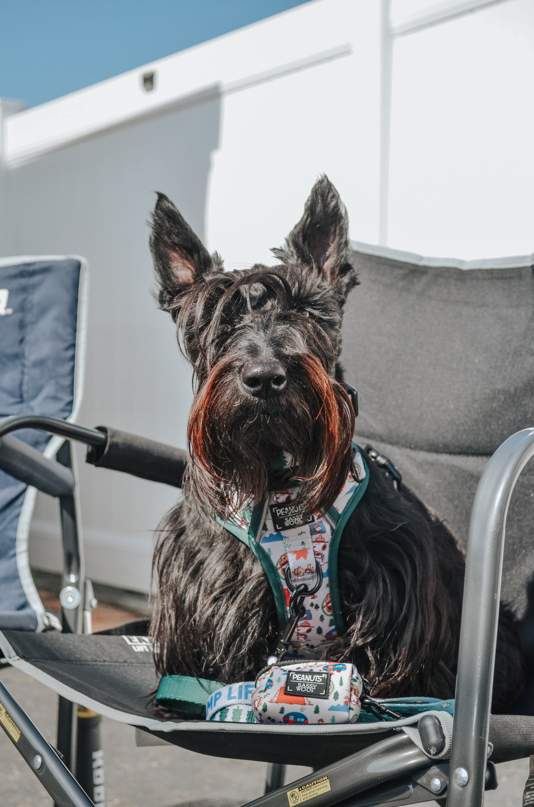 INFLUENCER_CONTENT | @GINGER_THESCOTTIEDOGGO