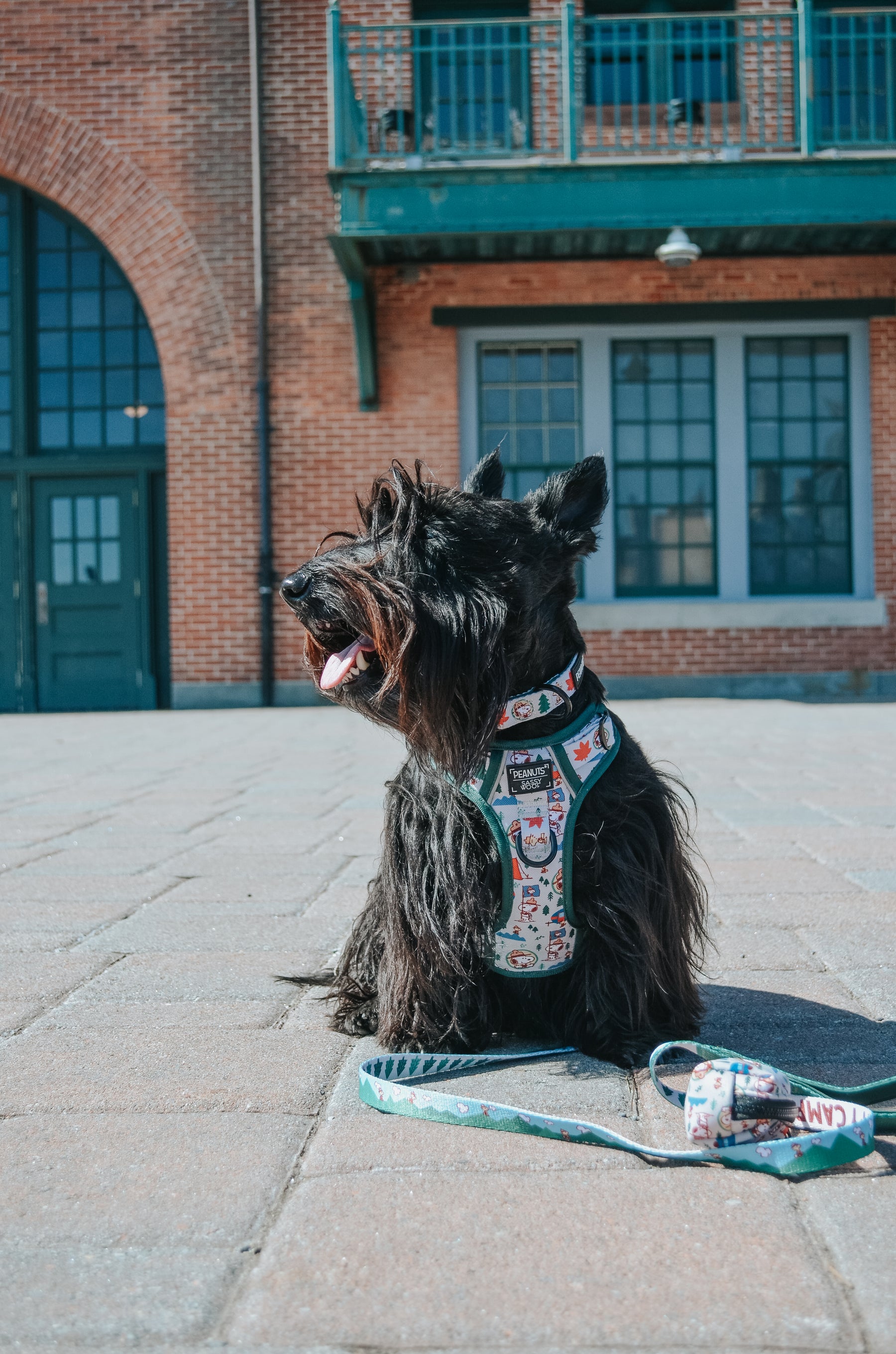 INFLUENCER_CONTENT | @GINGER_THESCOTTIEDOGGO | SIZE M & S