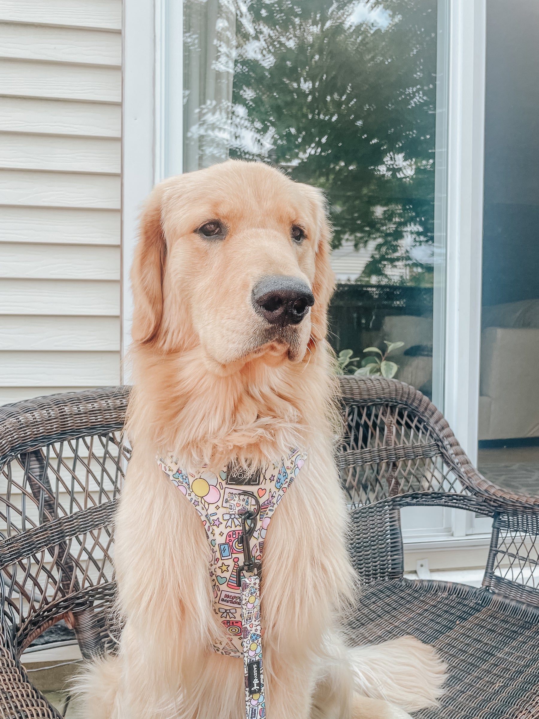 INFLUENCER_CONTENT | @GOLDENRETRIEVEROAKLEYY