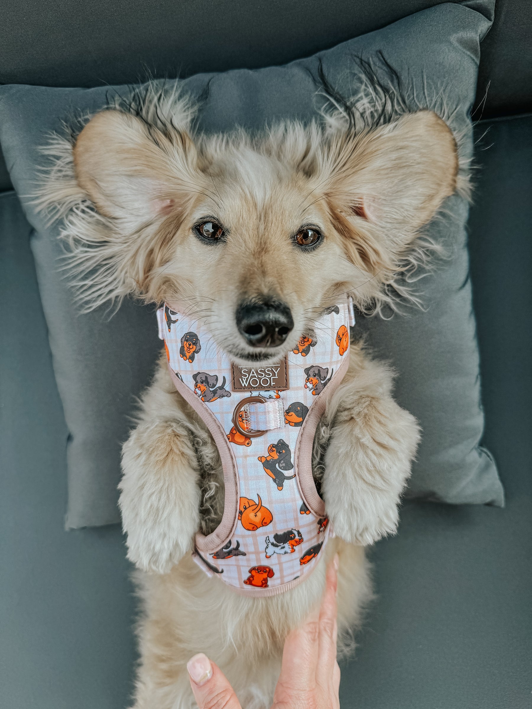 INFLUENCER_CONTENT | @ITSLUCYTHEDOXIE | SIZE XS