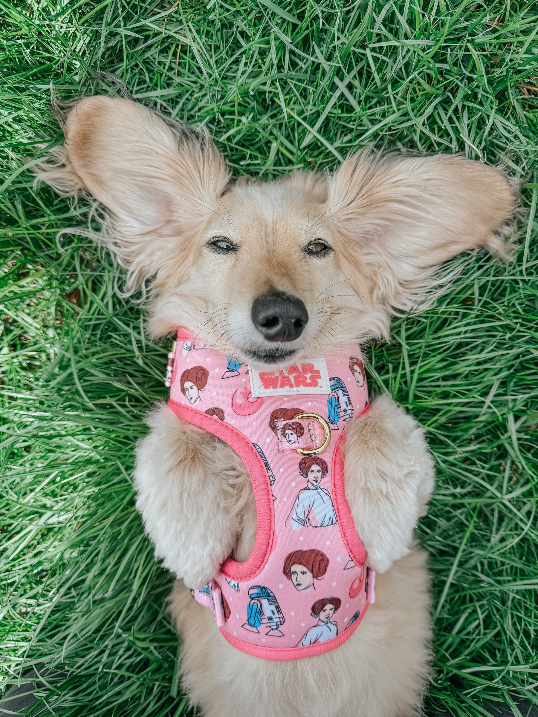 INFLUENCER_CONTENT | @ITSLUCYTHEDOXIE | SIZE XS