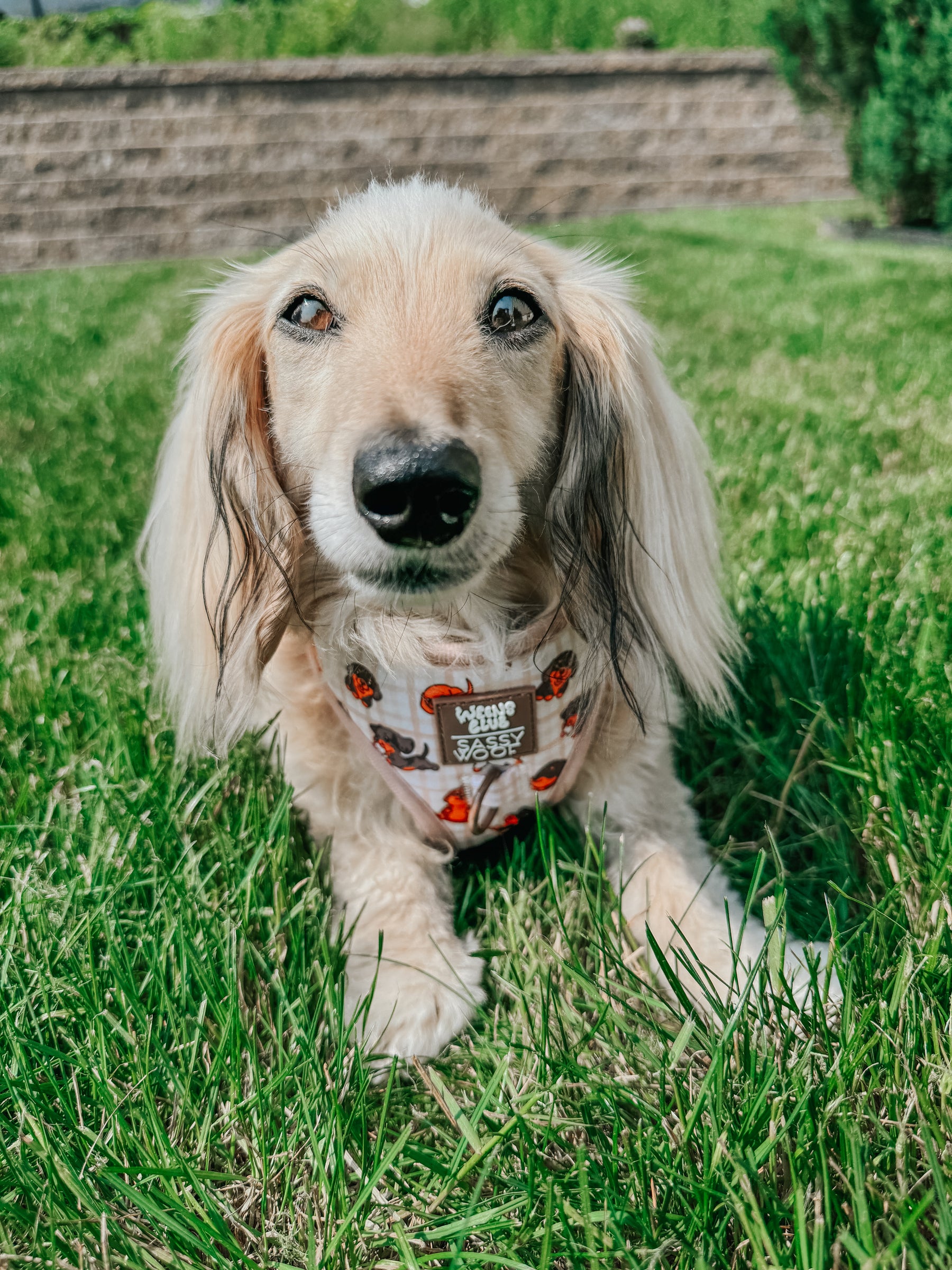 INFLUENCER_CONTENT | @ITSLUCYTHEDOXIE | SIZE XS