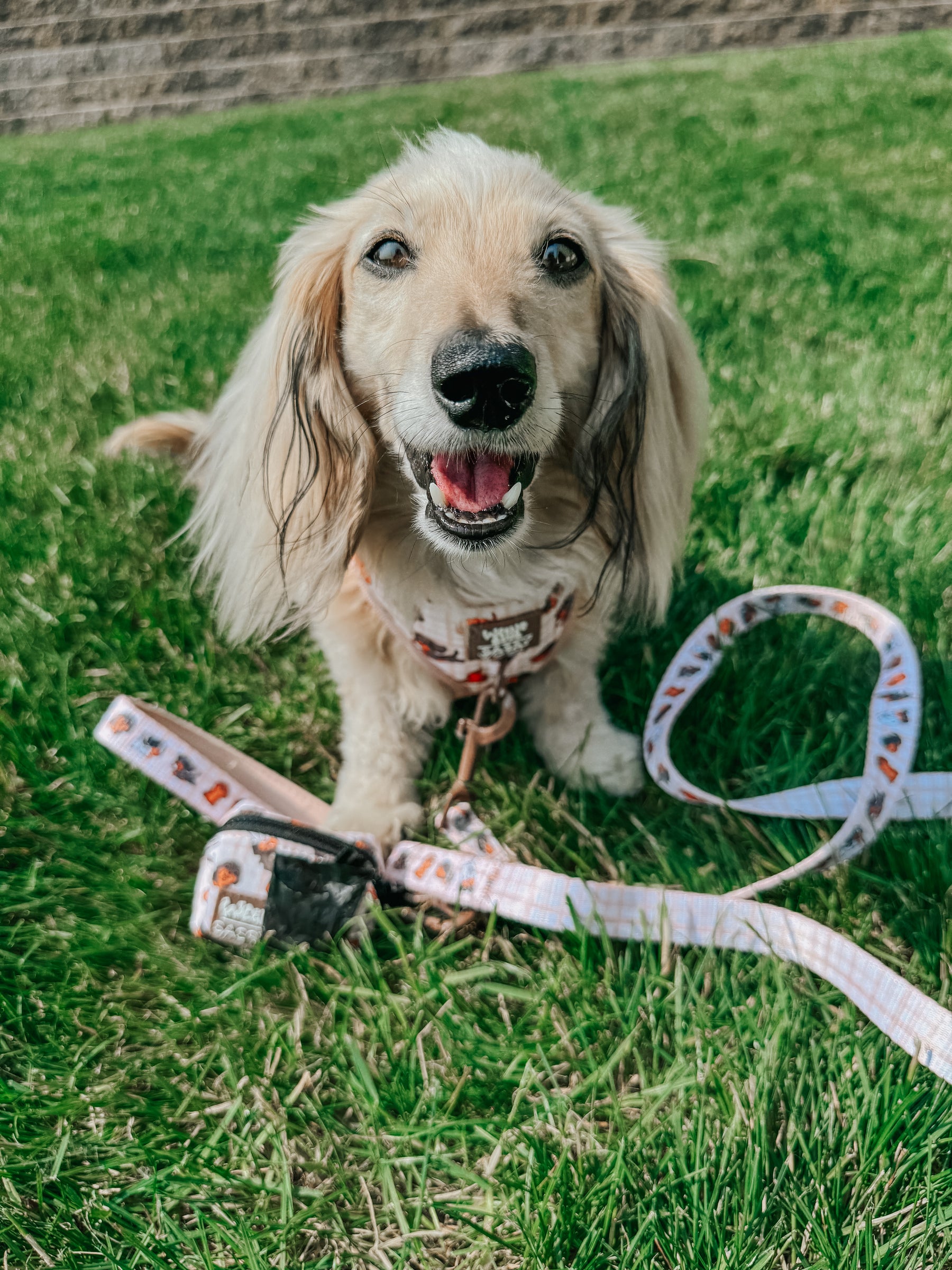 INFLUENCER_CONTENT | @ITSLUCYTHEDOXIE