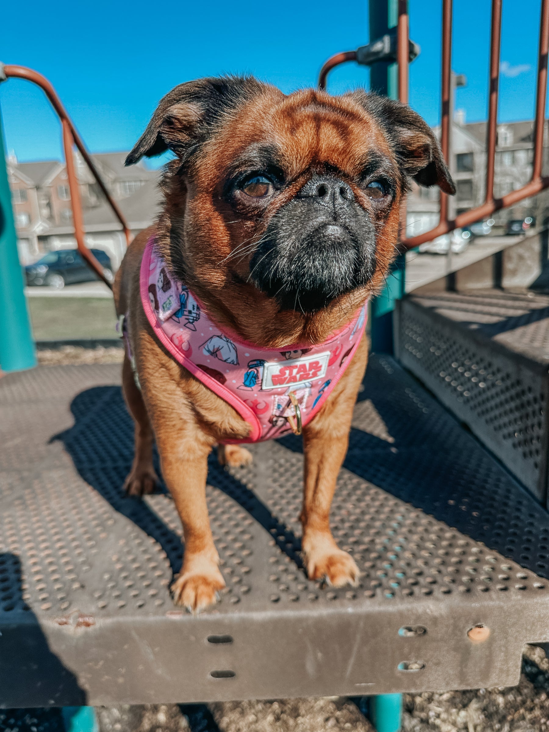 INFLUENCER_CONTENT | @ITSTULIPTHEGRIFF | SIZE XS