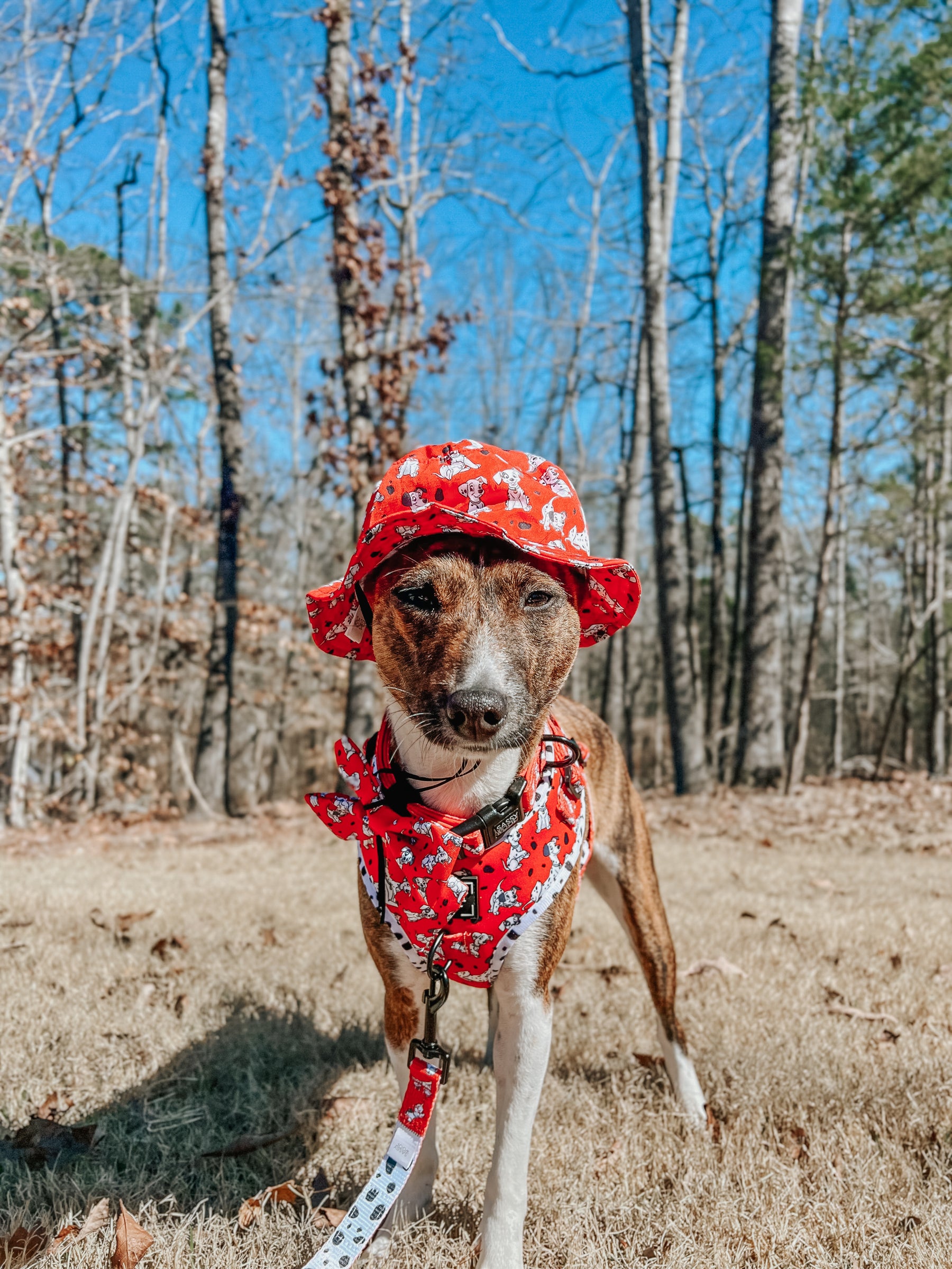 INFLUENCER_CONTENT | @KATANA.THE.BASENJI | SIZE M