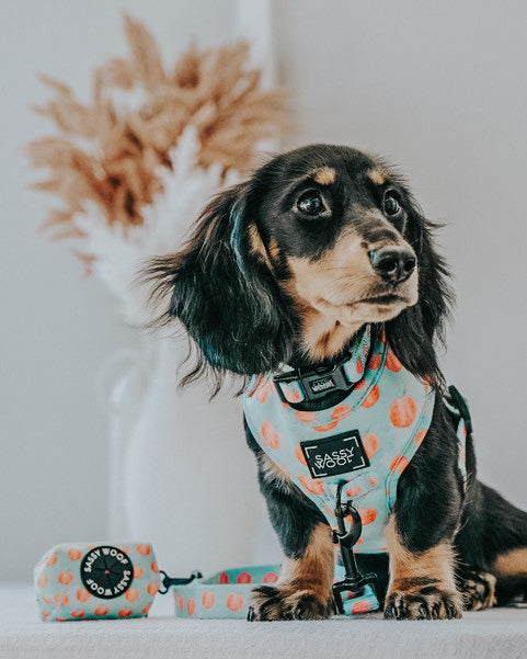 INFLUENCER_CONTENT | @KLALEESI.THE.DACHSHUND