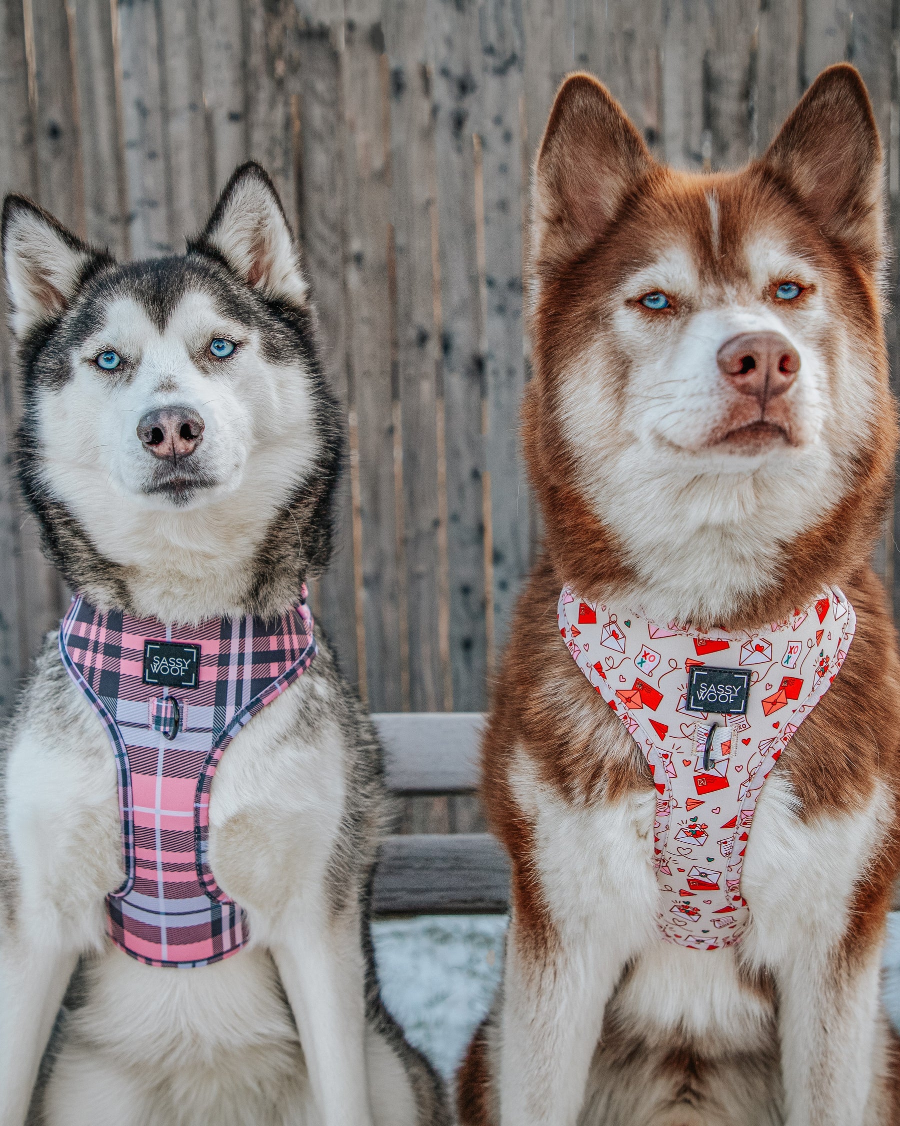 INFLUENCER_CONTENT | @LILLY_CLOVER_HUSKY | SIZE XL
