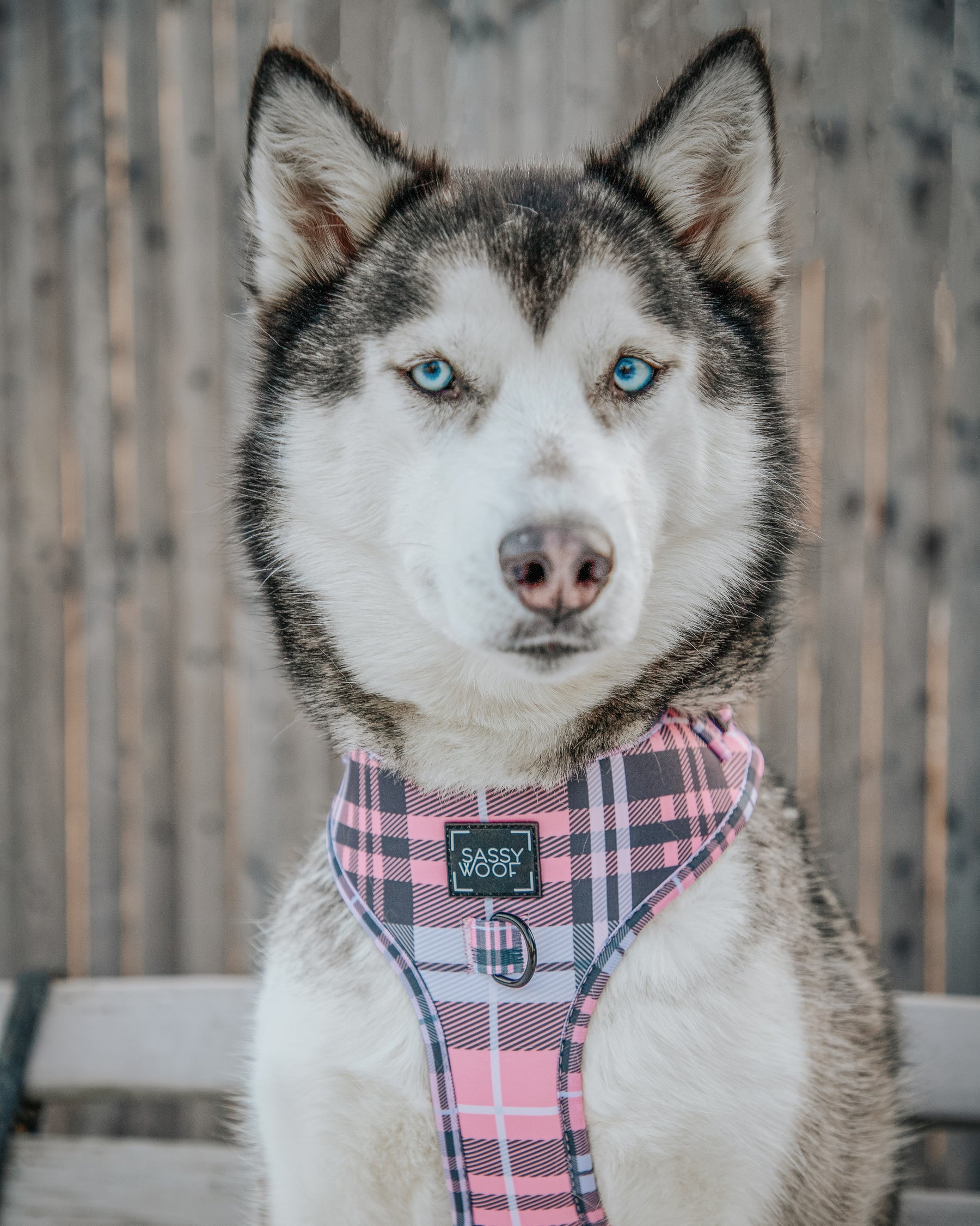 INFLUENCER_CONTENT | @LILLY_CLOVER_HUSKY | SIZE XL