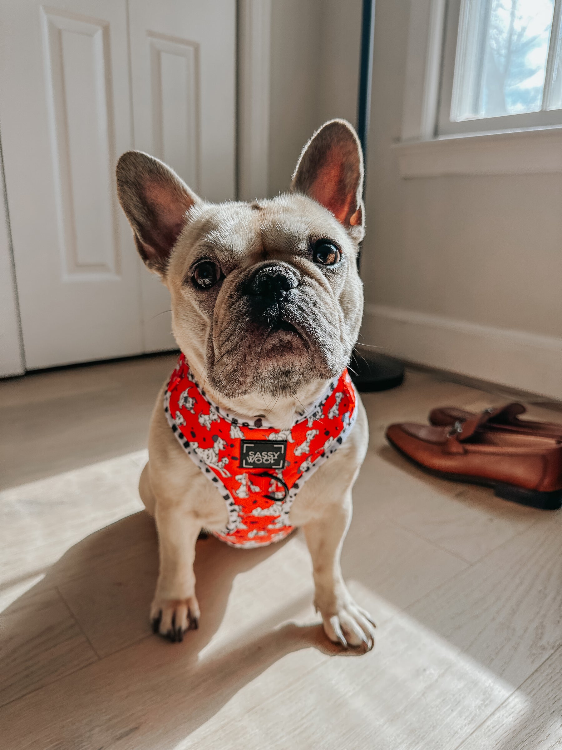 INFLUENCER_CONTENT | @LILLYMOONFRENCHIE | SIZE S