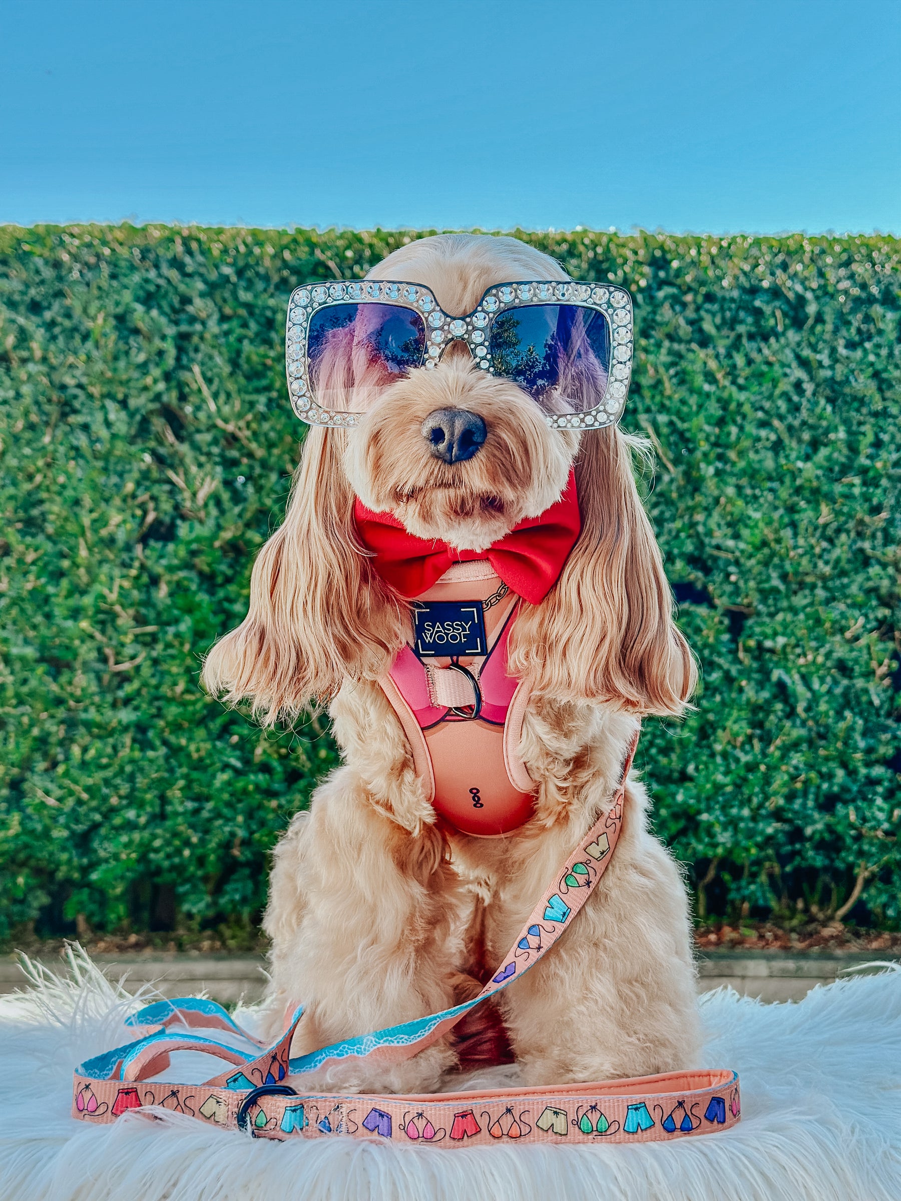 INFLUENCER_CONTENT | @LILY_CUTE_CAVOODLE | SIZE S