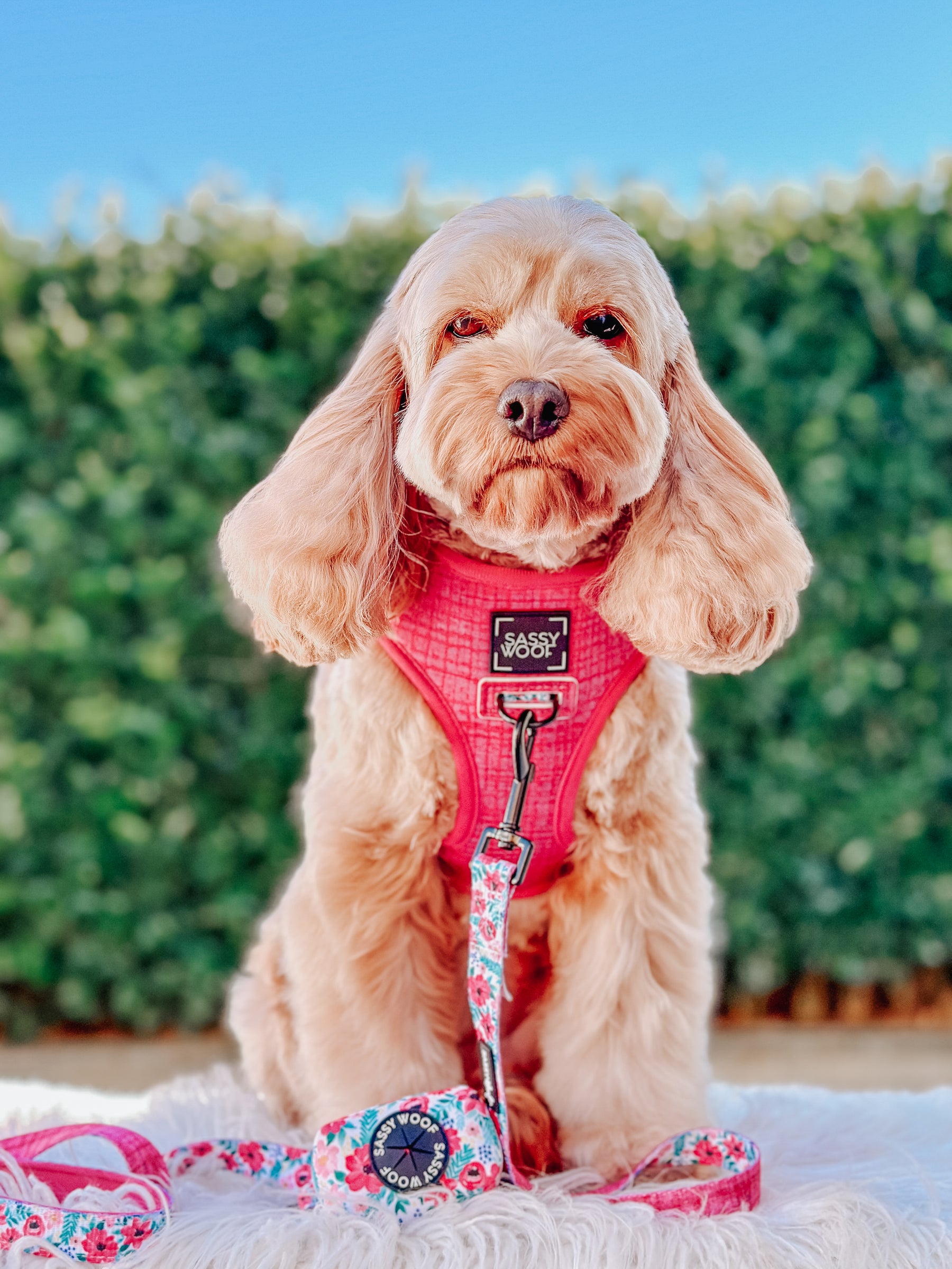 INFLUENCER_CONTENT | @LILY_CUTE_CAVOODLE