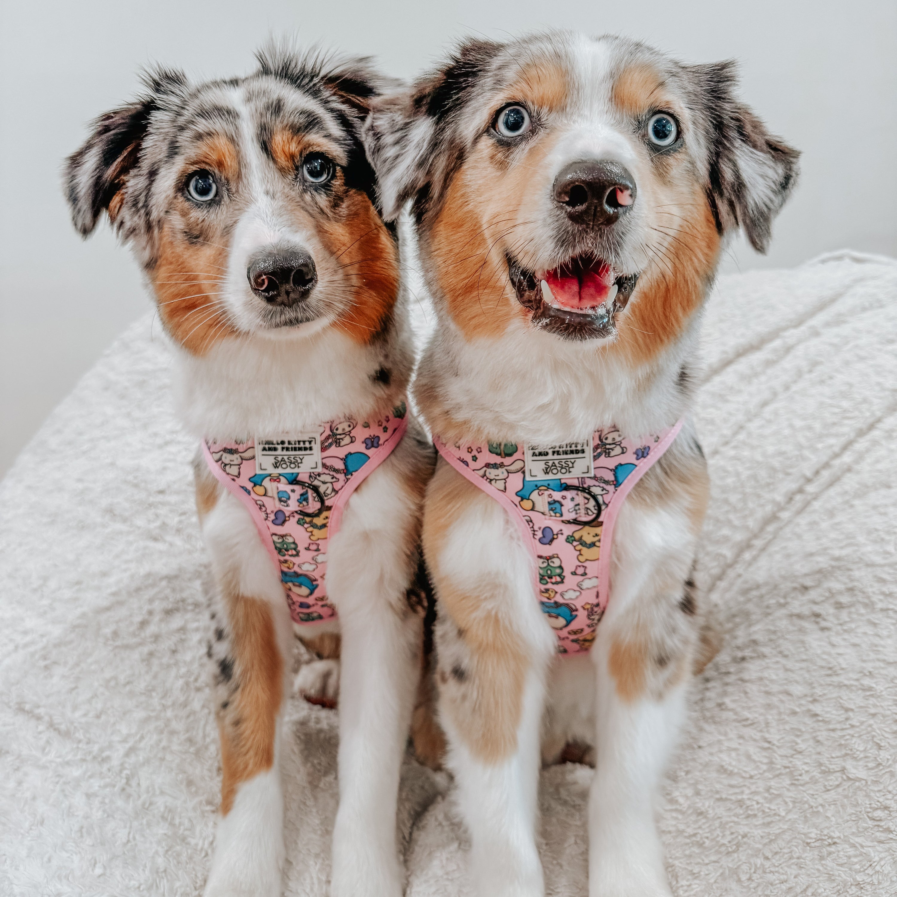 Two Australian Shepherd dogs with blue eyes and multicolored fur sit side by side on a light textured blanket, wearing matching pink harnesses with cartoon designs. Both dogs look at the camera, one smiling.