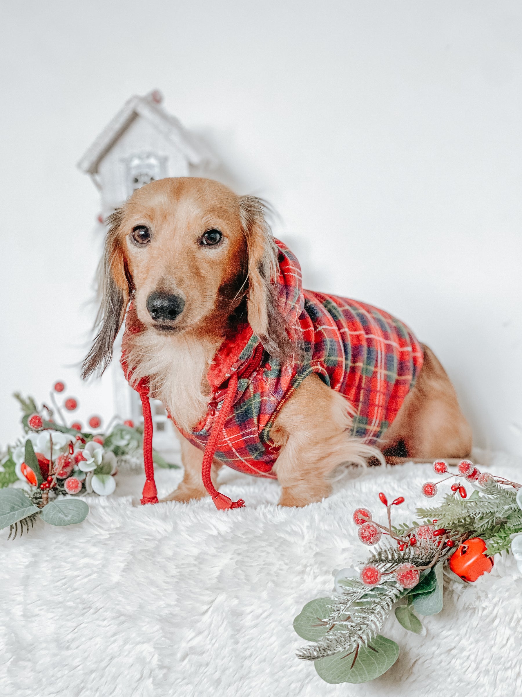 INFLUENCER_CONTENT | @LOUIE.MINIDACHSHUND | SIZE L