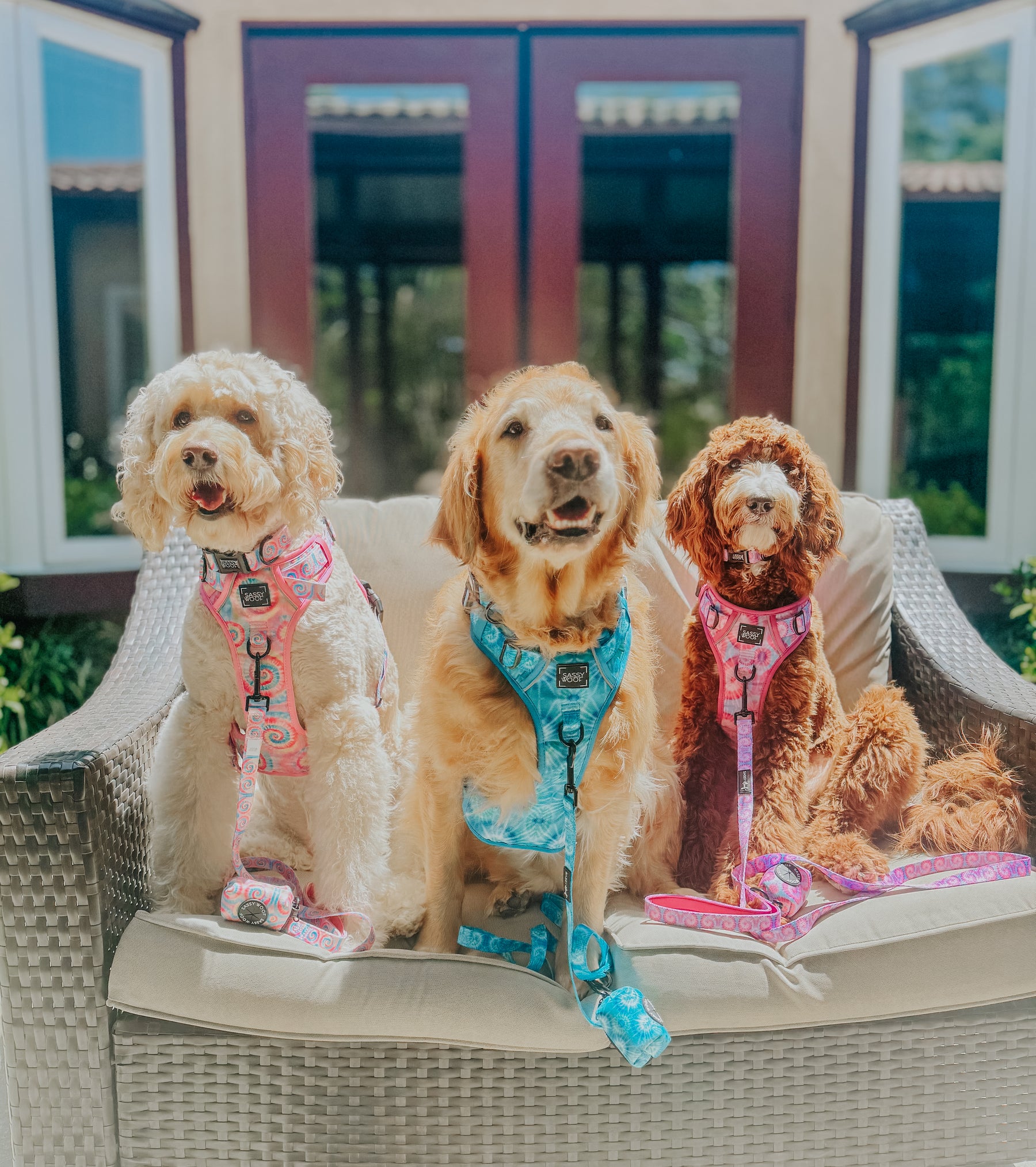INFLUENCER_CONTENT | @LUCYLU_PAWSITIVEPUP