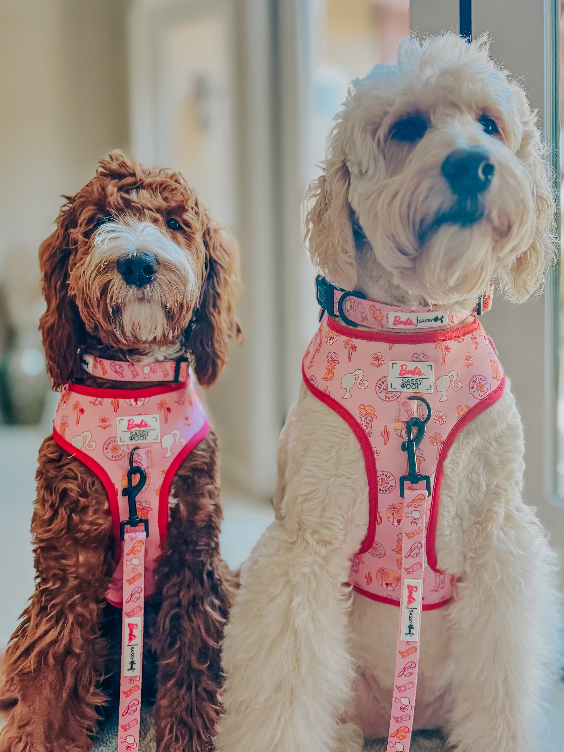 INFLUENCER_CONTENT | @LUCYLU_PAWSITIVEPUP | SIZE M,L