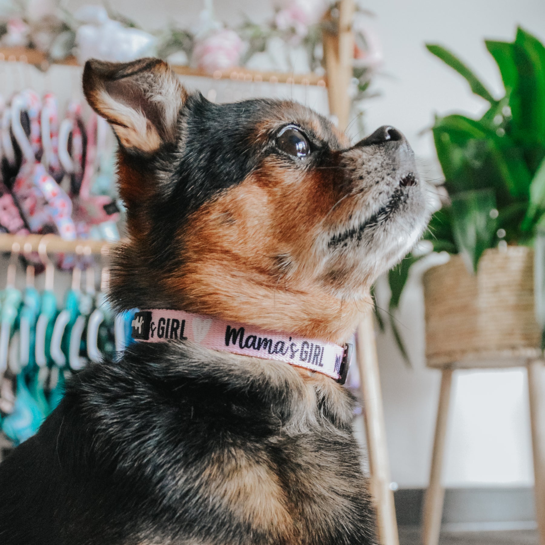 INFLUENCER_CONTENT | SIZE M