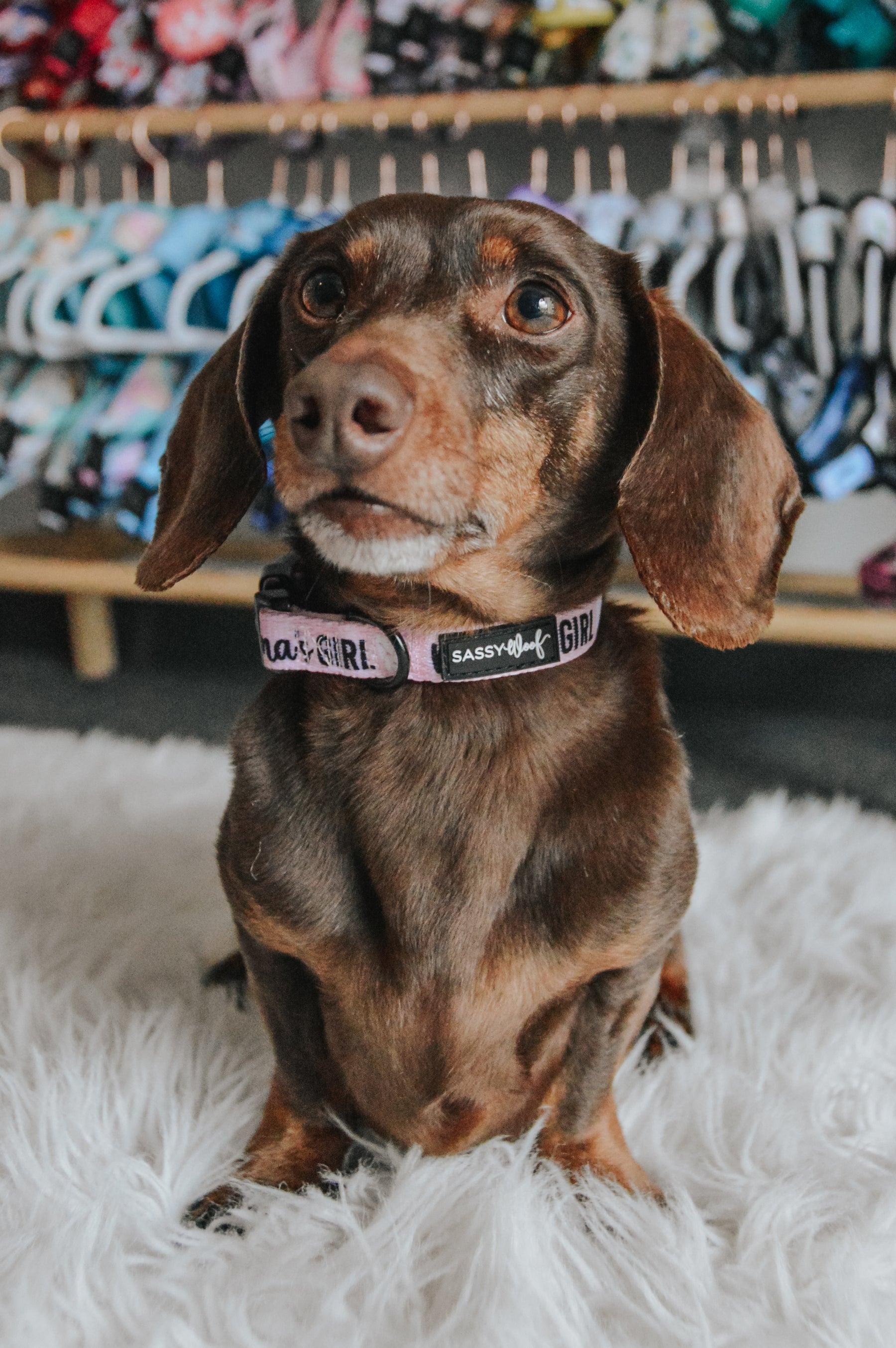 INFLUENCER_CONTENT | @WINSTONTHEDOX | SIZE S