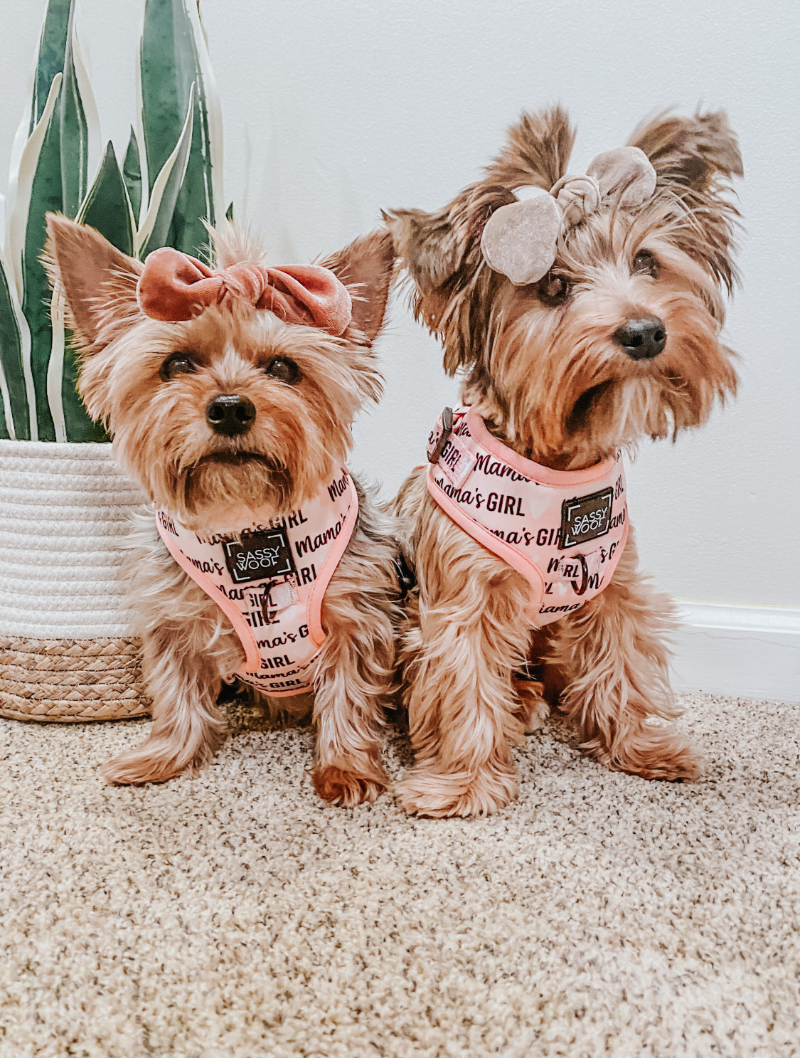 INFLUENCER_CONTENT | @LOLA_AND_NALA_THE_YORKIES | SIZE XXS, XS