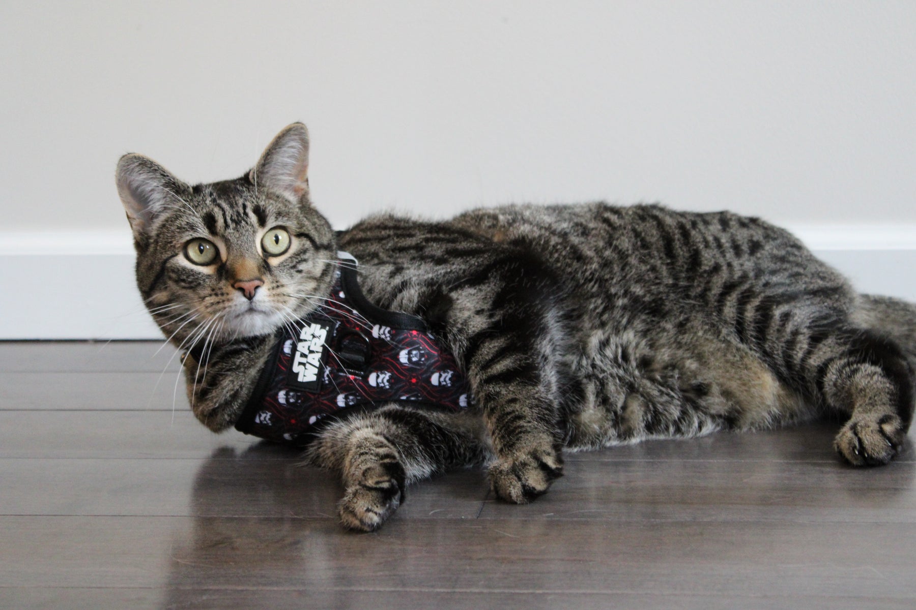 INFLUENCER_CONTENT | @MILATHEAUSSIEDOG | SIZE M & L