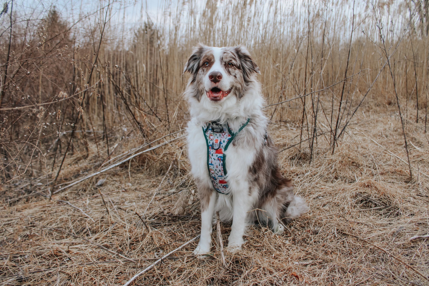 INFLUENCER_CONTENT | @MILATHEAUSSIEDOG | SIZE L & L