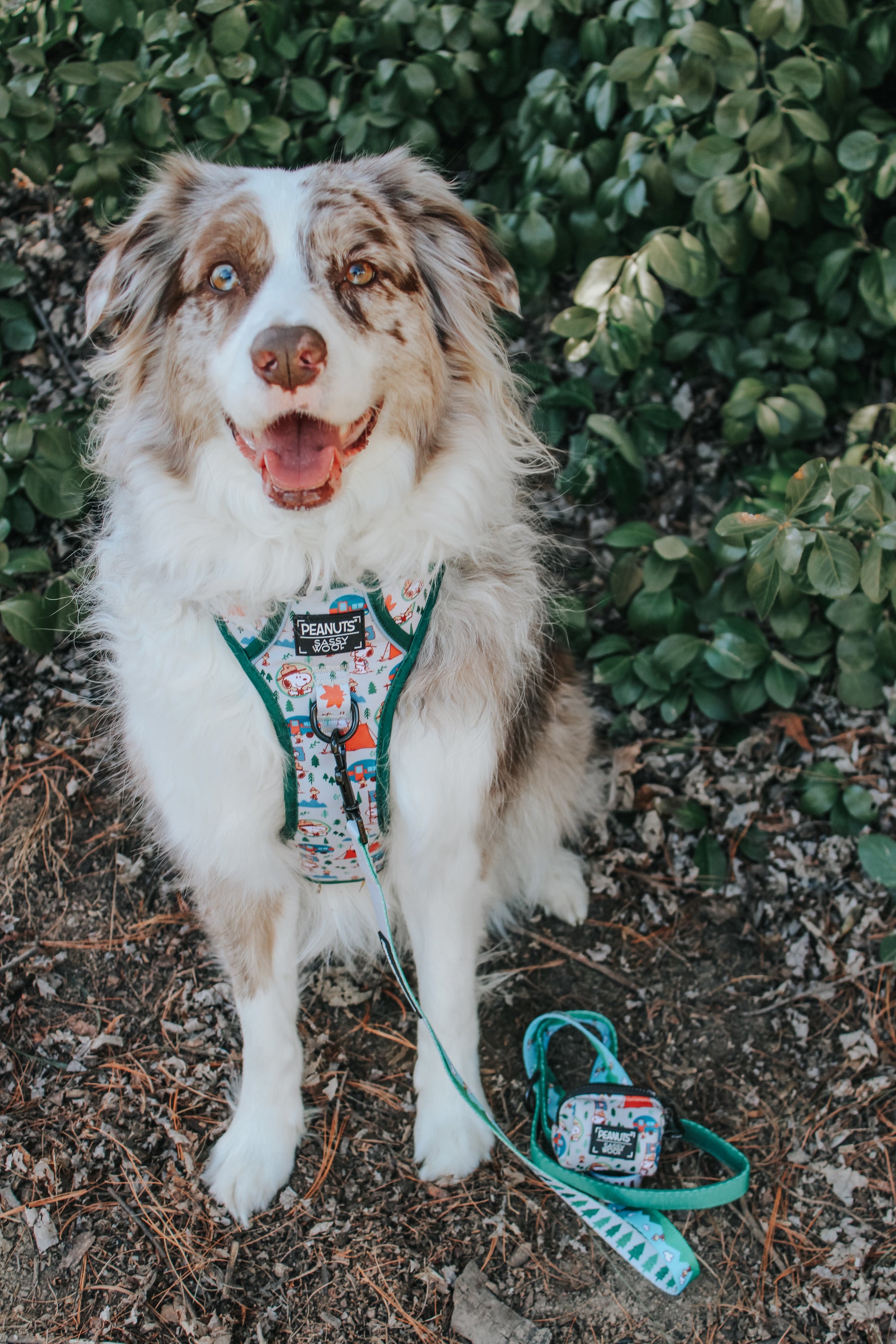 INFLUENCER_CONTENT | @MILATHEAUSSIEDOG | SIZE L & L