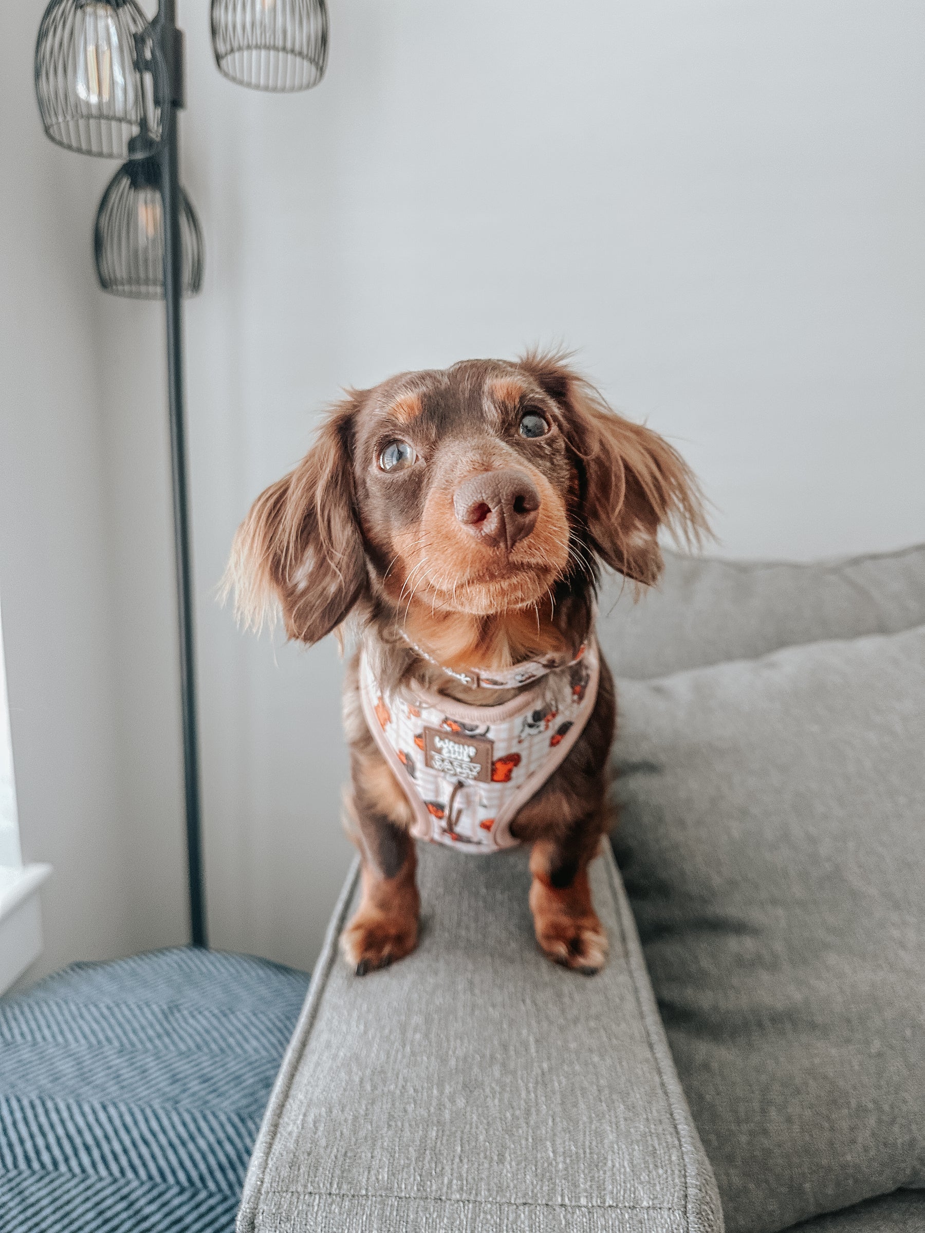 INFLUENCER_CONTENT | @MINIDOXBENNY | SIZE XS