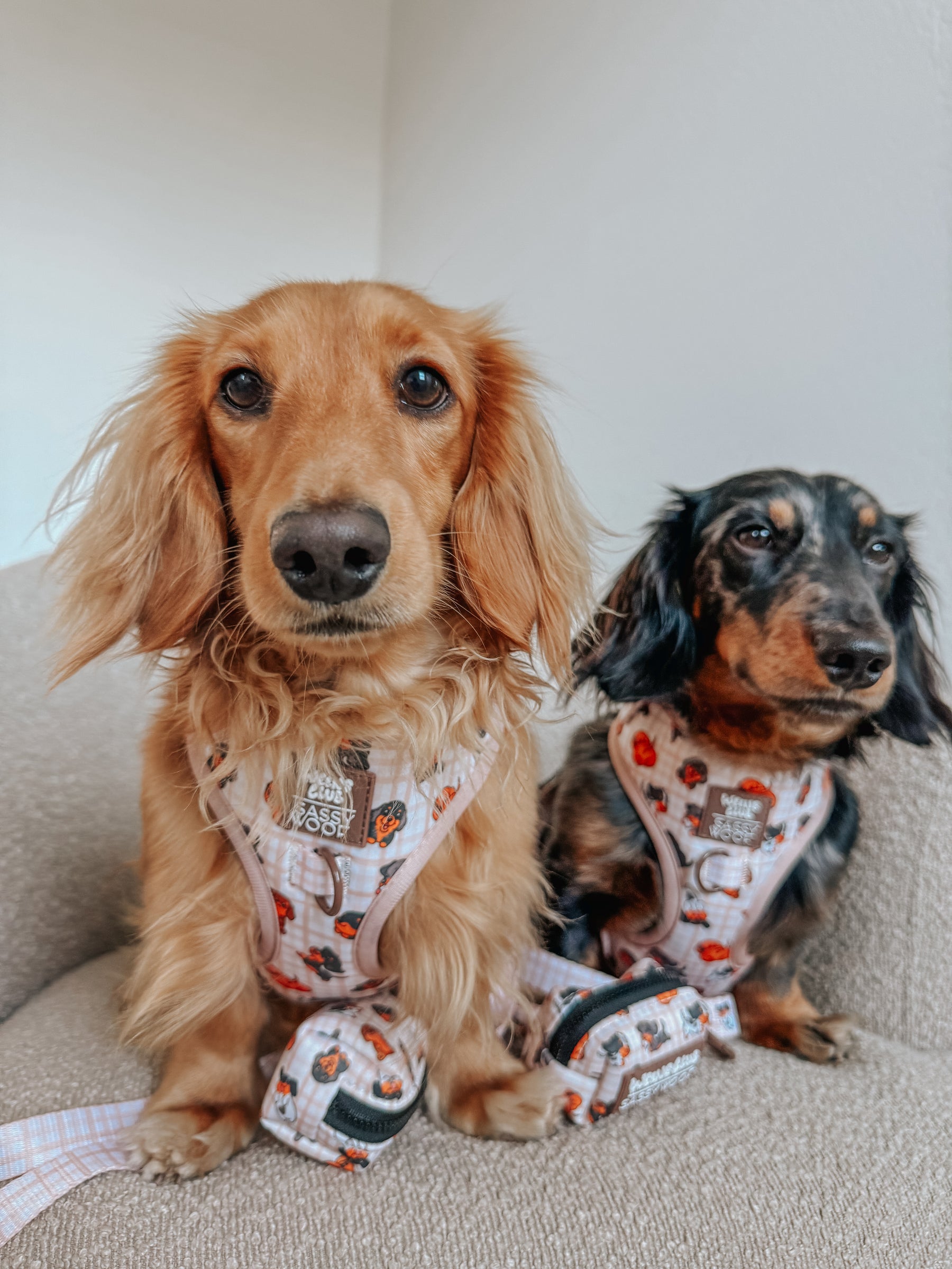 INFLUENCER_CONTENT | @MINIWEENSBENNYANDJASPER | SIZE S & XS