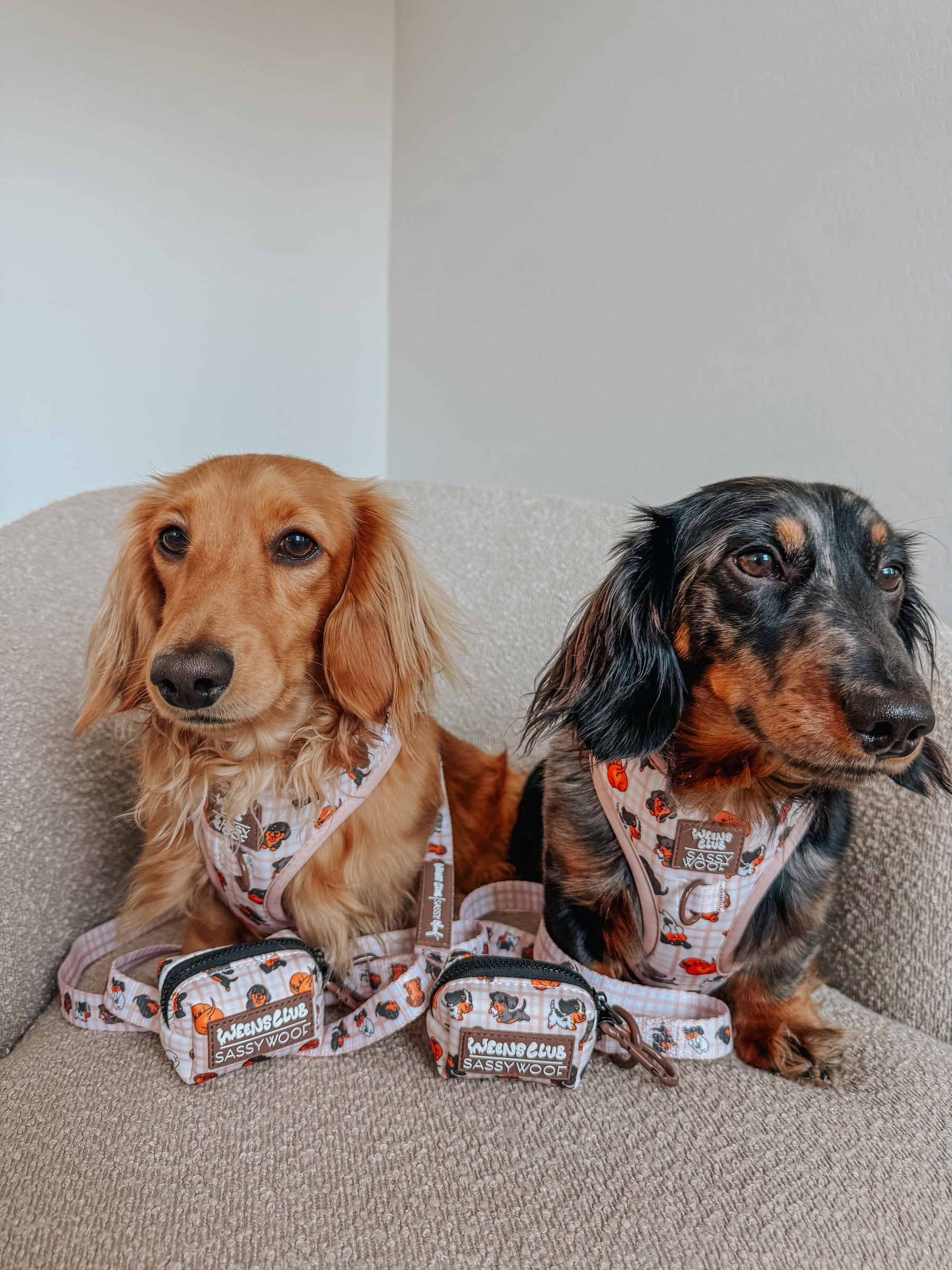 INFLUENCER_CONTENT | @MINIWEENSBENNYANDJASPER