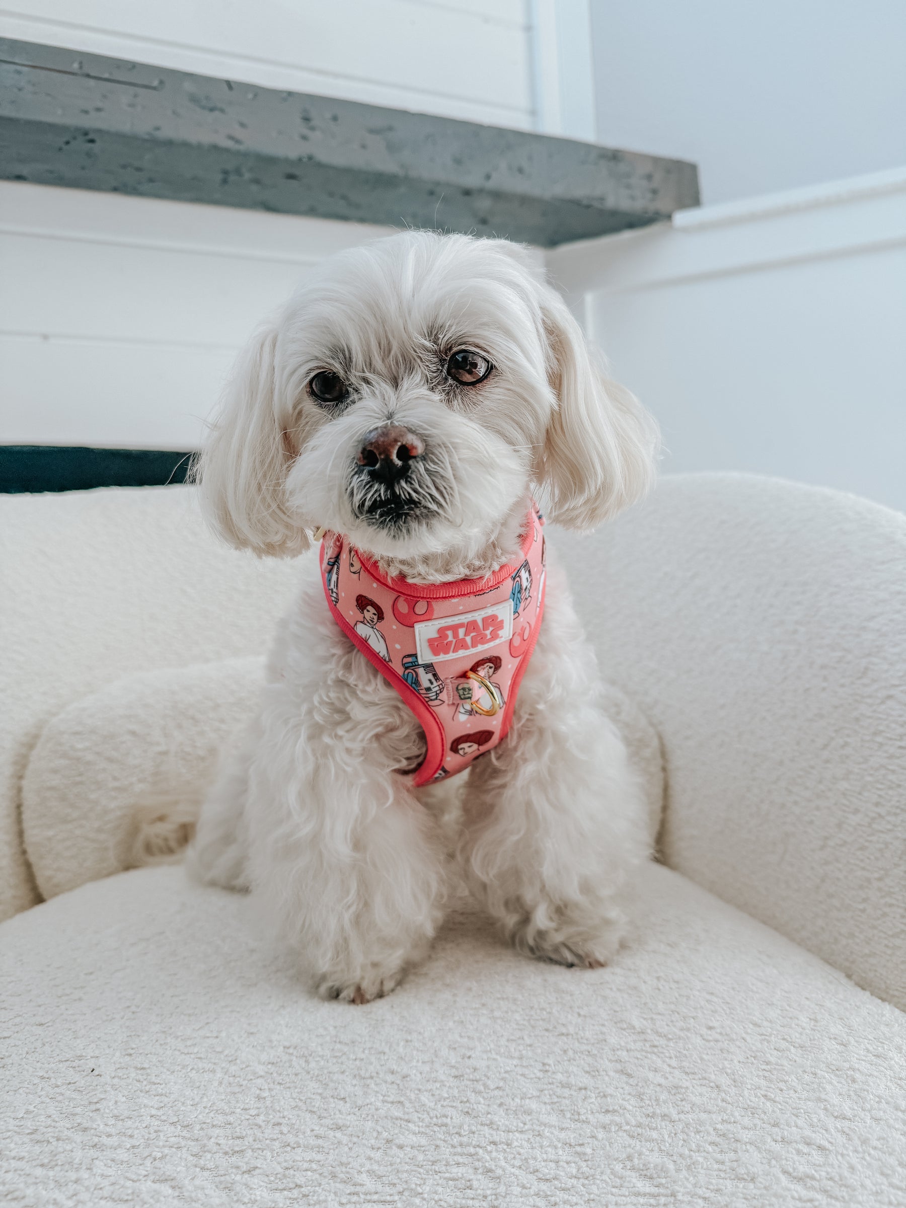INFLUENCER_CONTENT | @MOCHI_THE_POO | SIZE XS