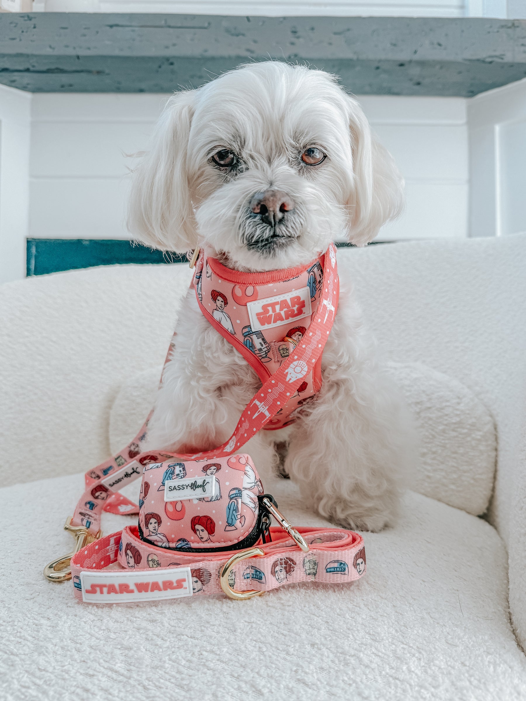 INFLUENCER_CONTENT | @MOCHI_THE_POO